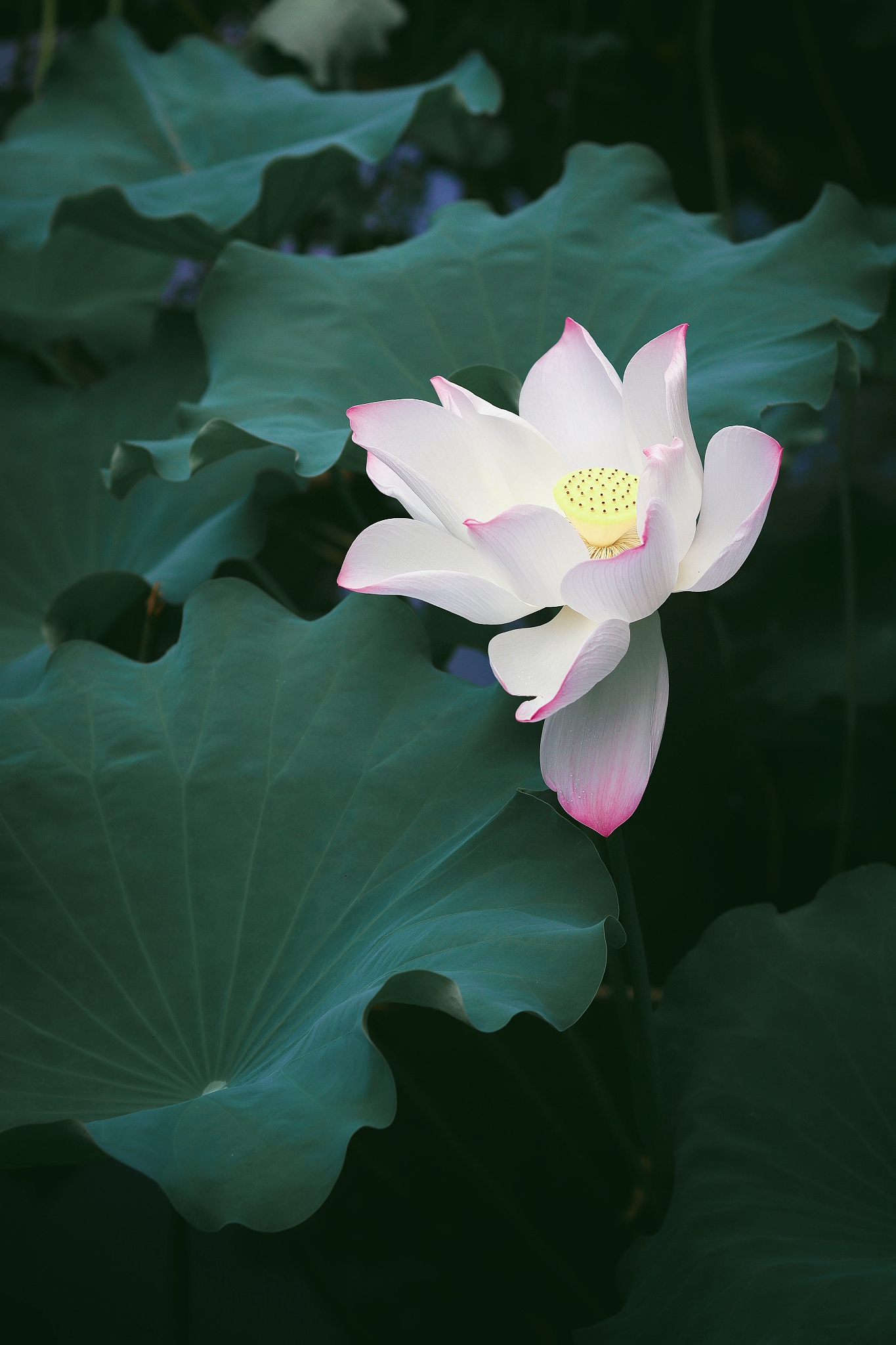 写一首描写夏天荷花的诗总共四句每句五个字