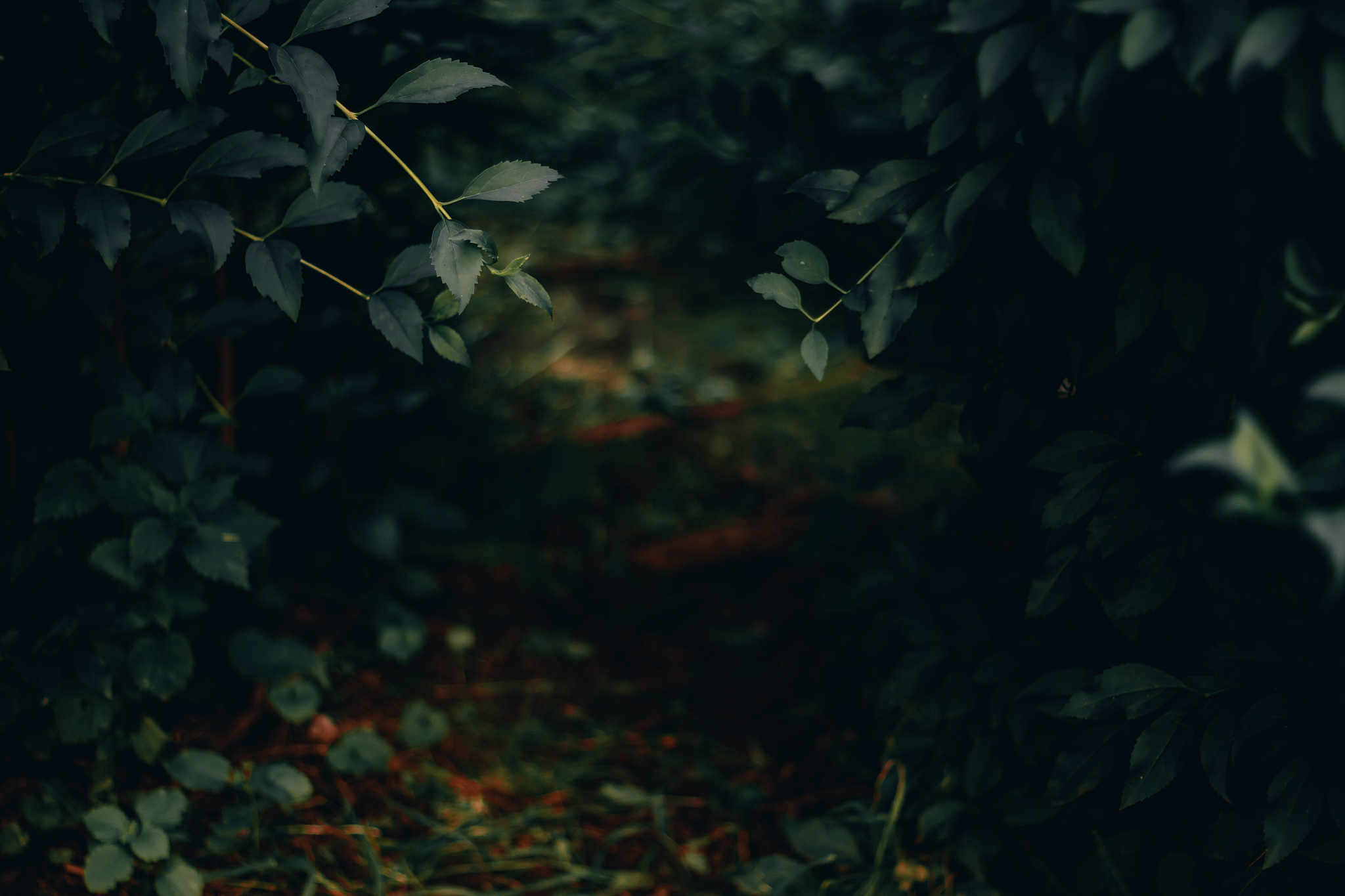 close-up shot of lush forest vegetation