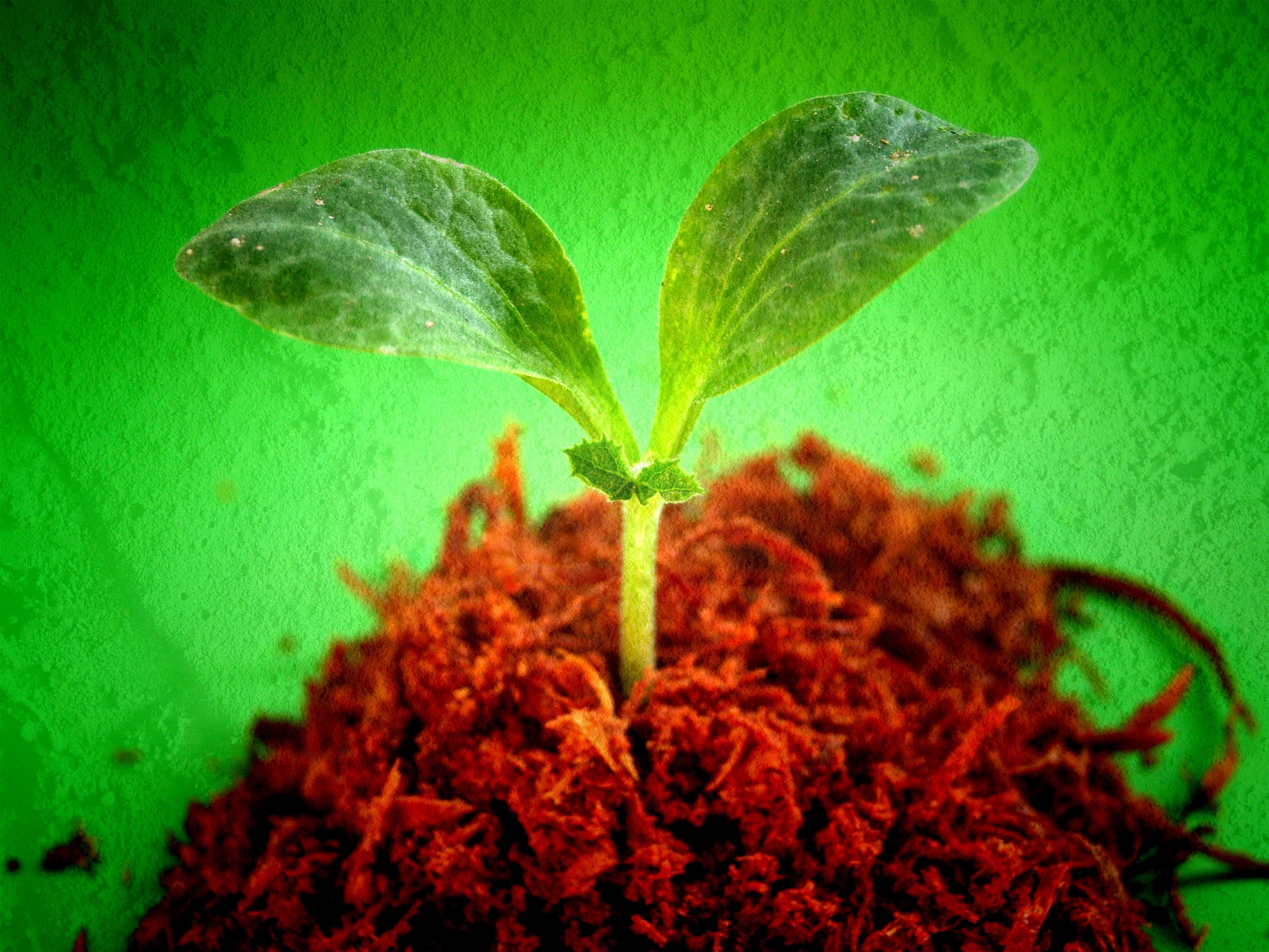 为什么锰升高了土壤过氧化氢酶种植植物后有所降低