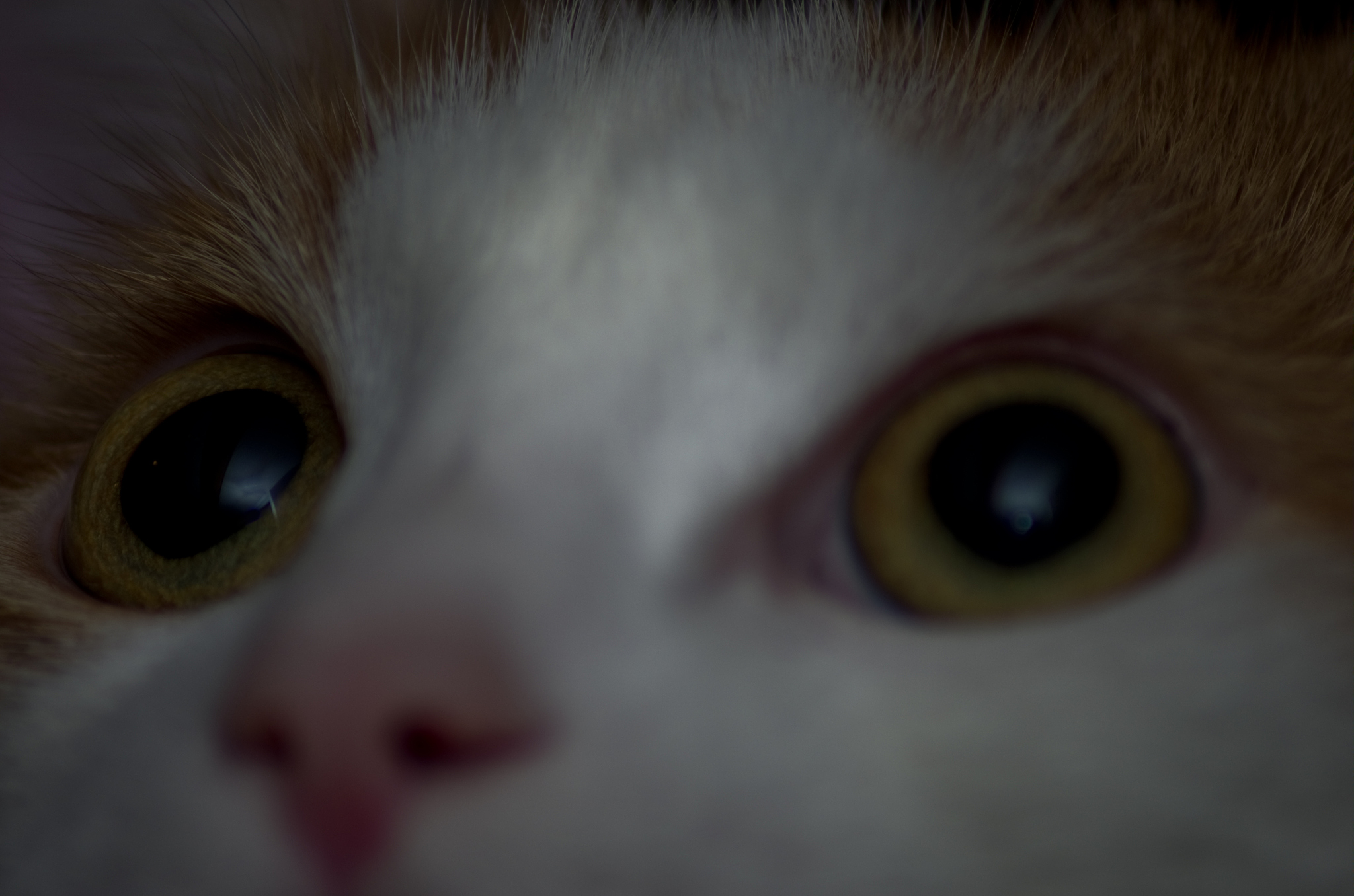 猫会的眼睛为何有时是一条线有时是很大很圆的啊？