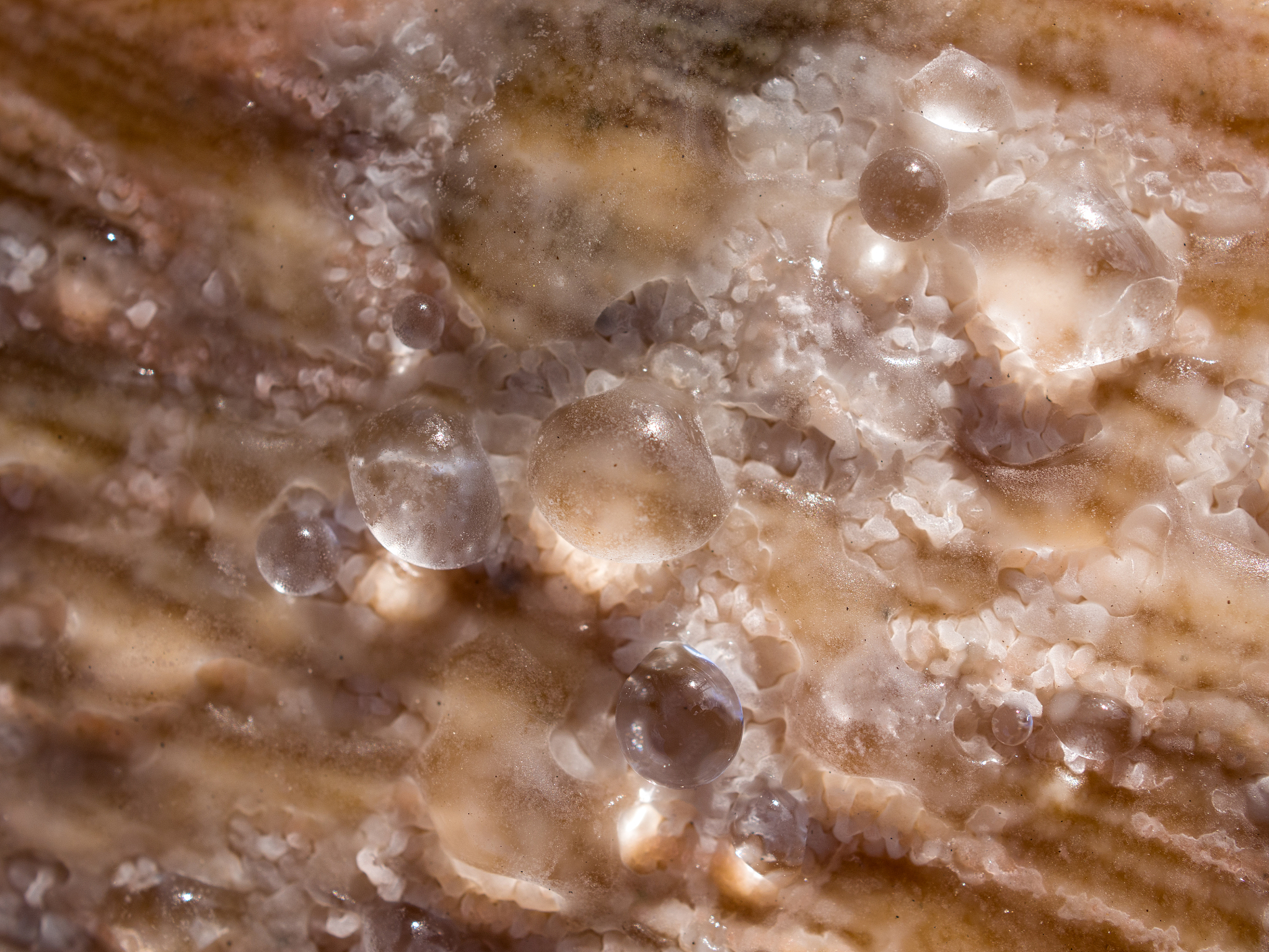 sap on a tree stump