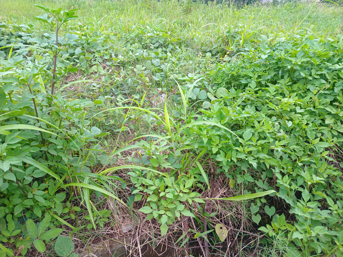 茂密杂草丛生的田野,生长着浓密的绿色地被植物和野草