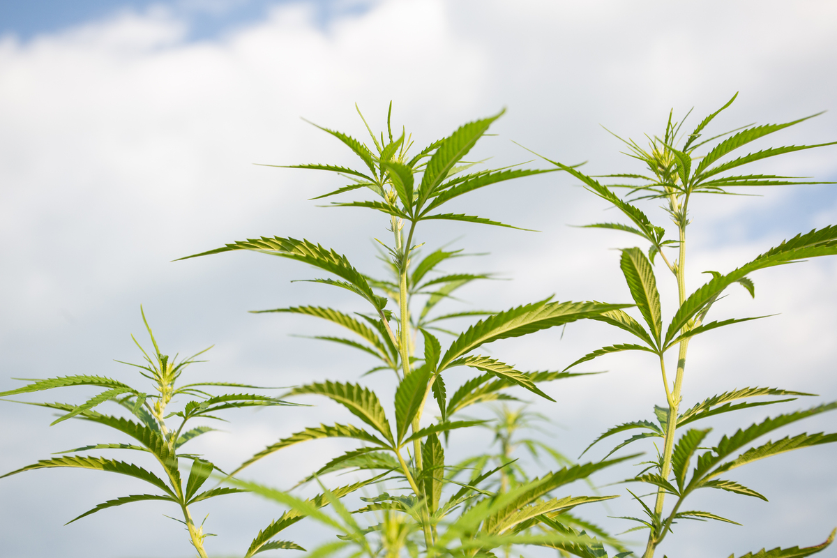 大麻种植化肥使用指南：不同阶段的最佳选择