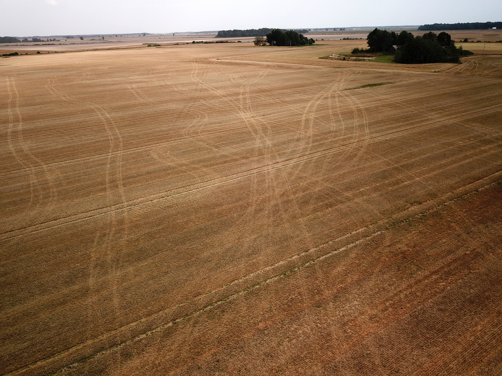 agriculture field