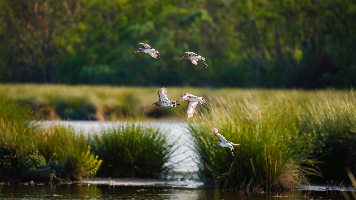 杭州超大湿地公园明年5月开放！候鸟天堂等你来