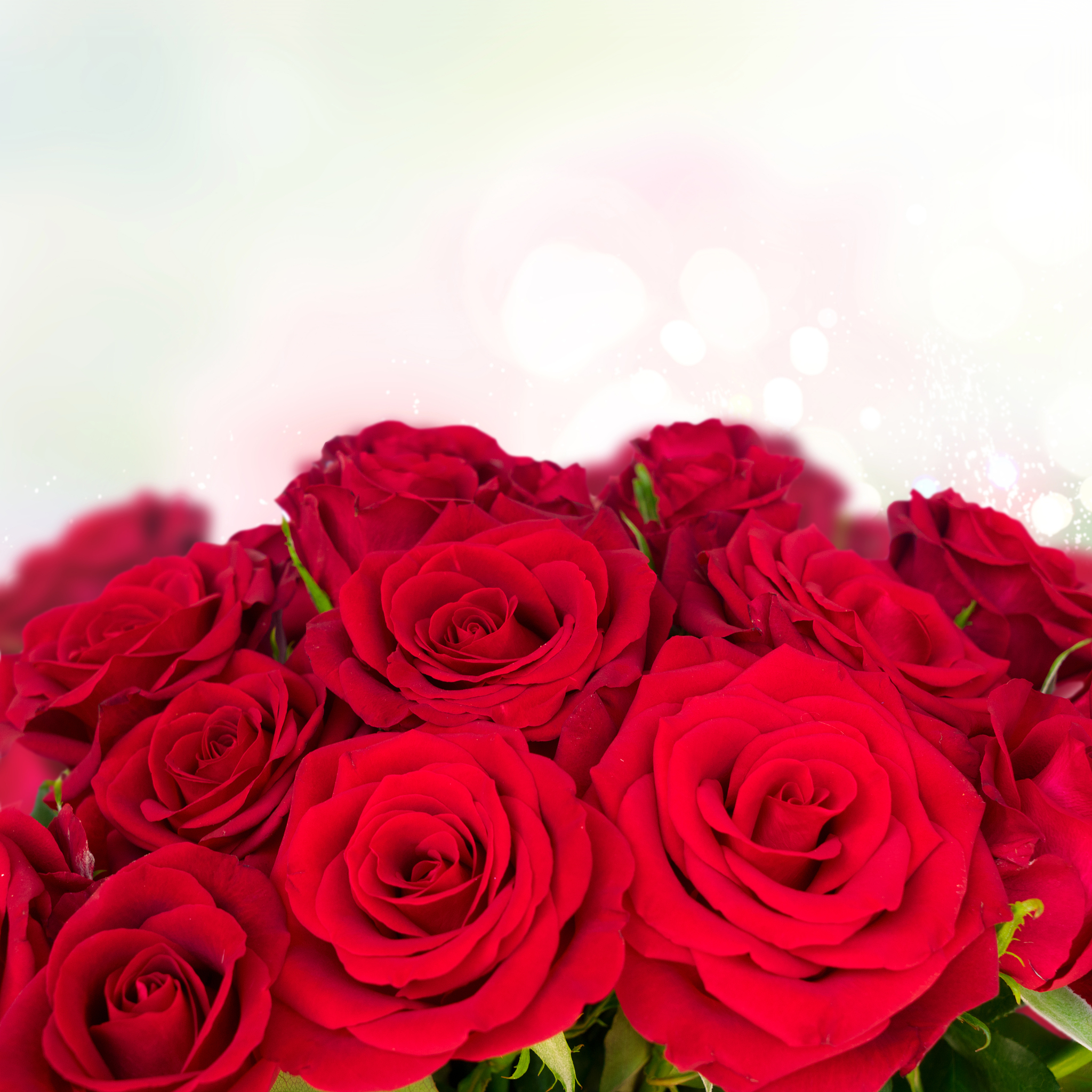 红色玫瑰花：爱情与浪漫的象征