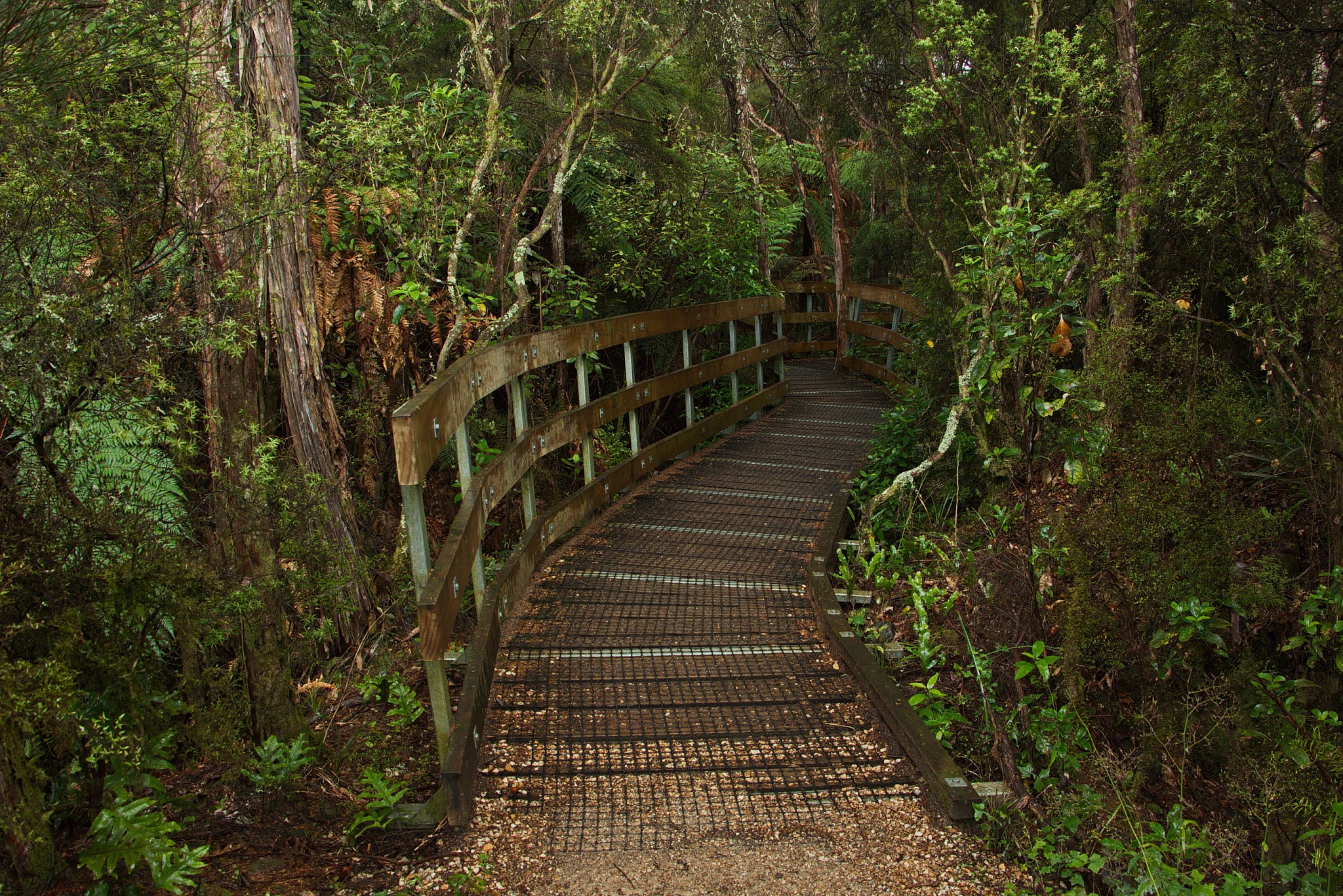 te waikoropupu springs walk in kahurangi national park,tasman di