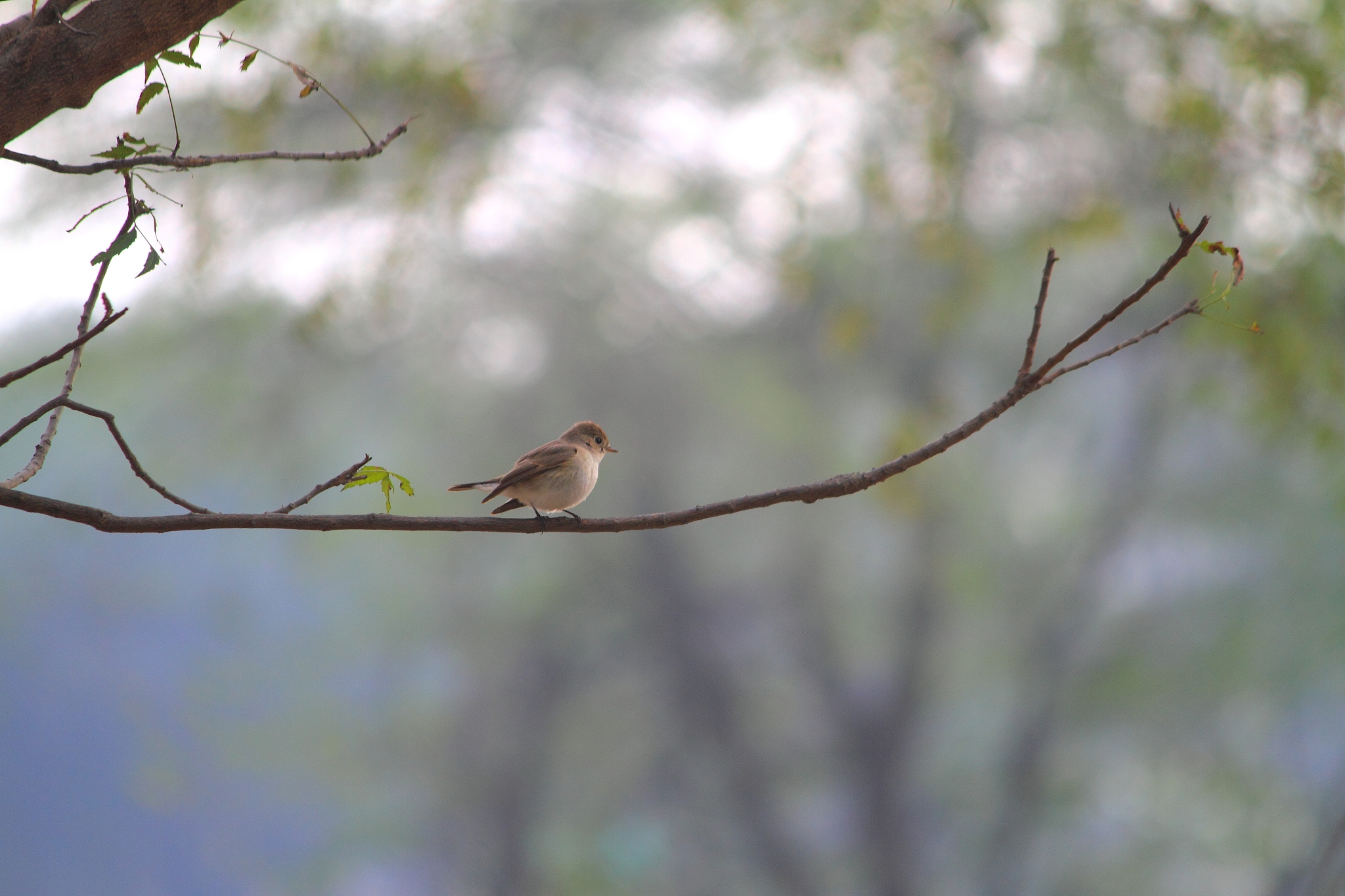 早莺争新燕：一首描写春意的诗歌