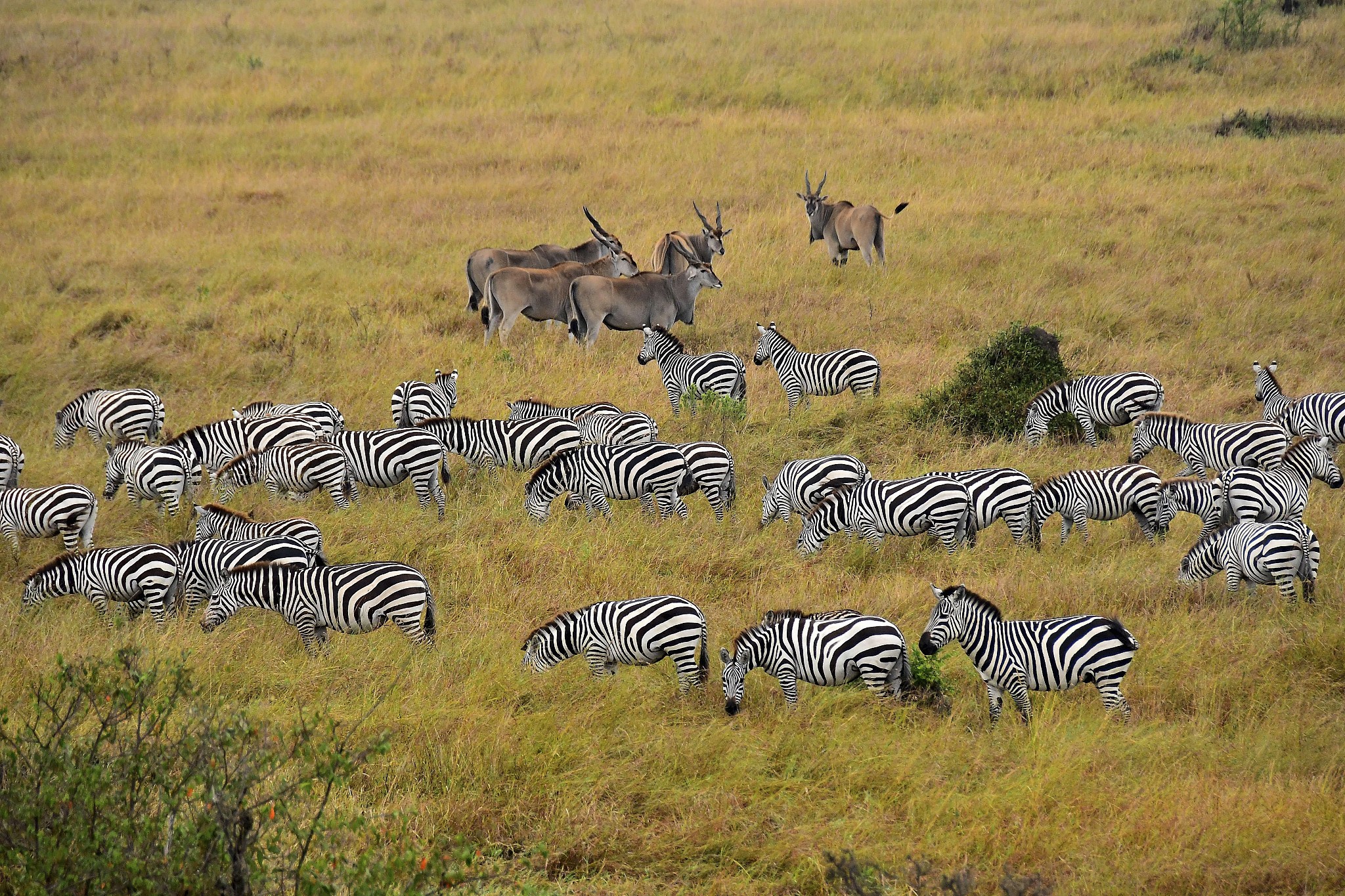 zebras and antelope on the savannah