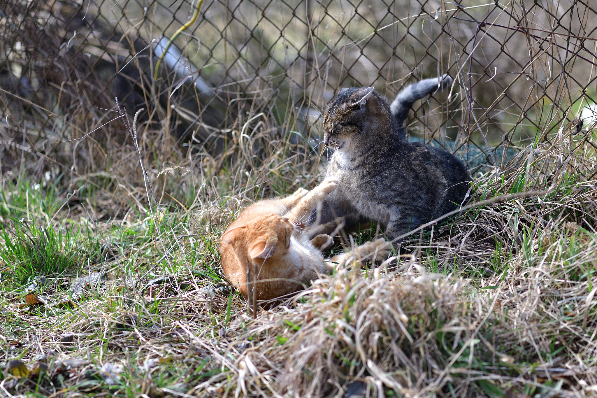 嗷嗷待哺指什么动物