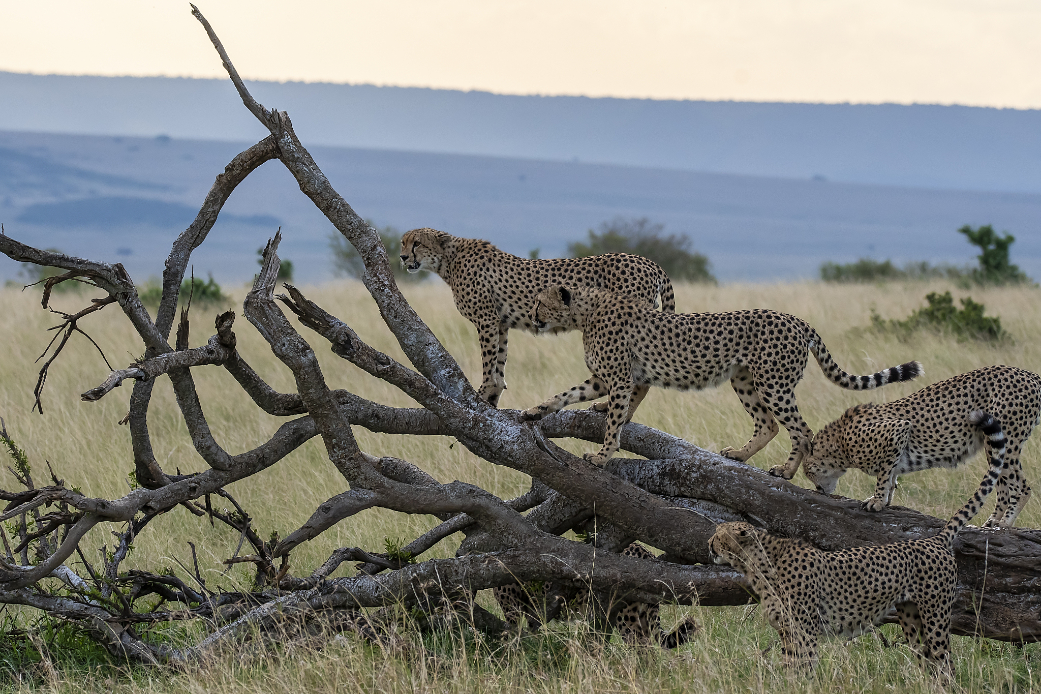 a cheetah from the five brothers coalition playing on a fallen t