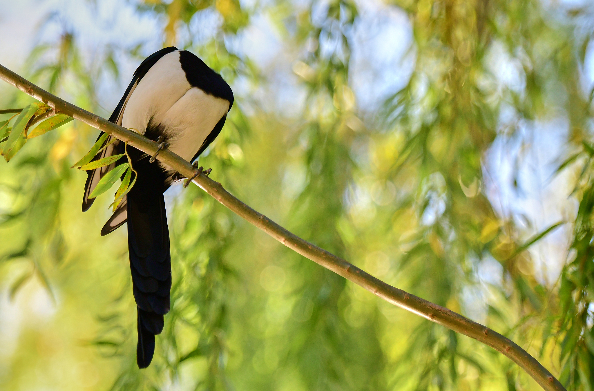 小学一年级必看绘本推荐：培养阅读兴趣，提升阅读能力