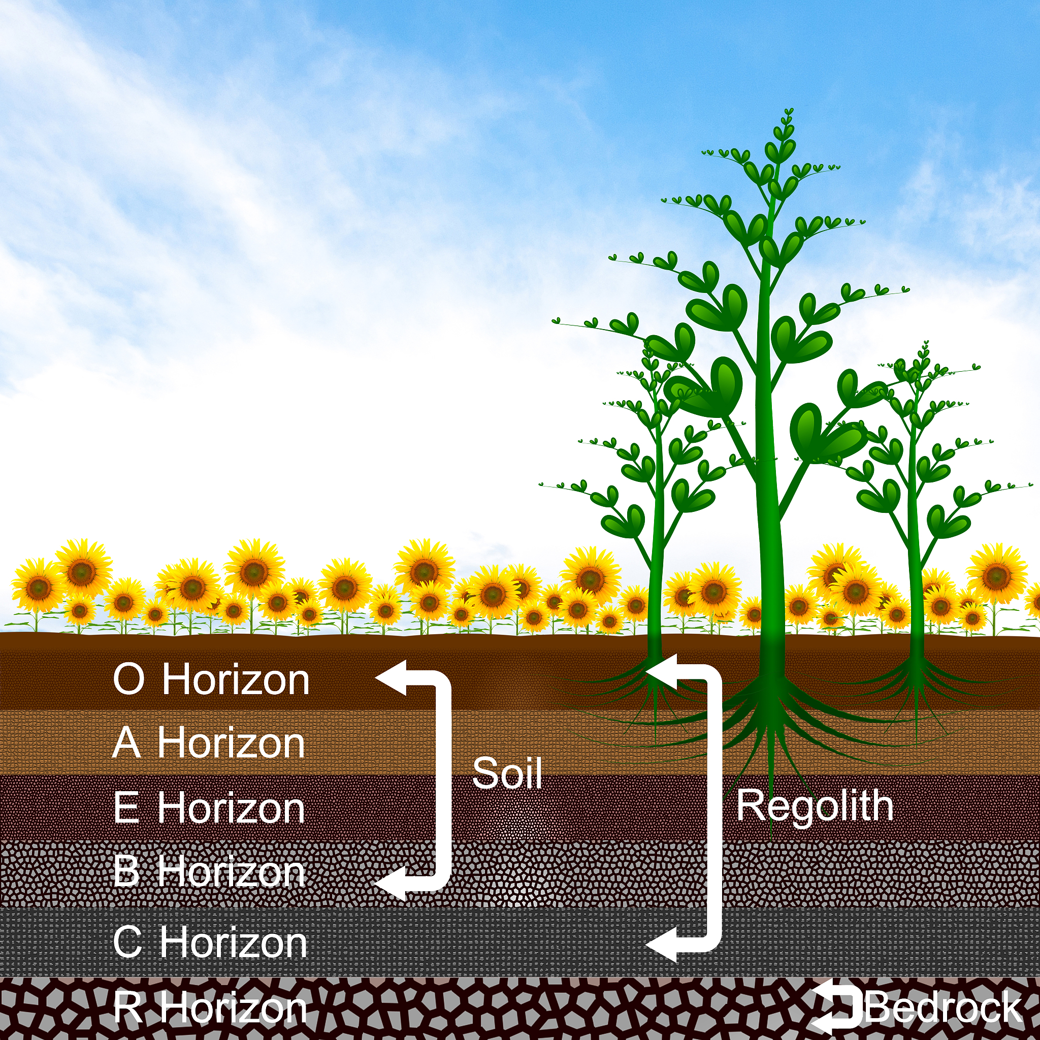 水土保持学中的植被恢复技术的引言