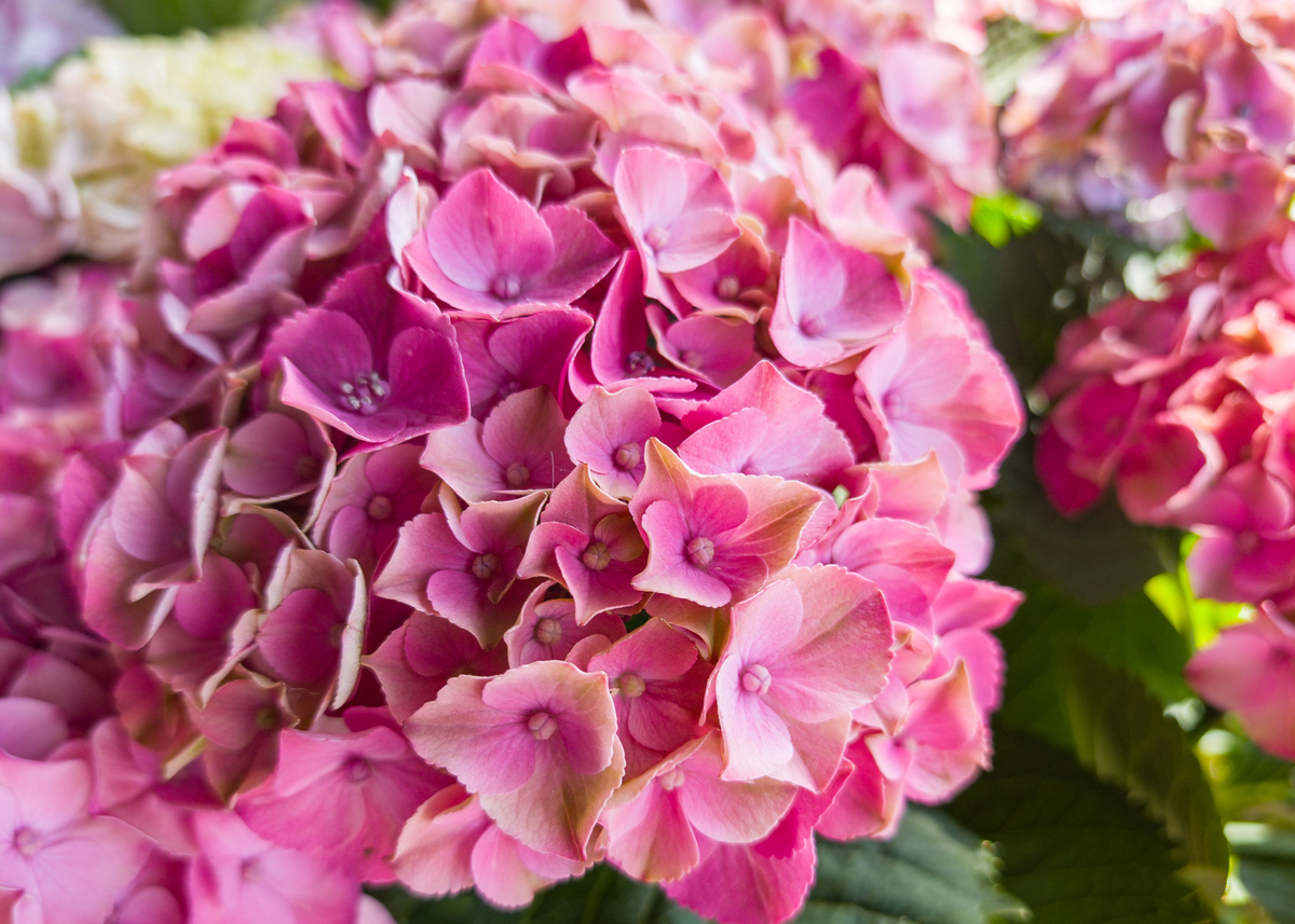 Rhododendron vernicosum: The 'Western Beauty' Among Flowers