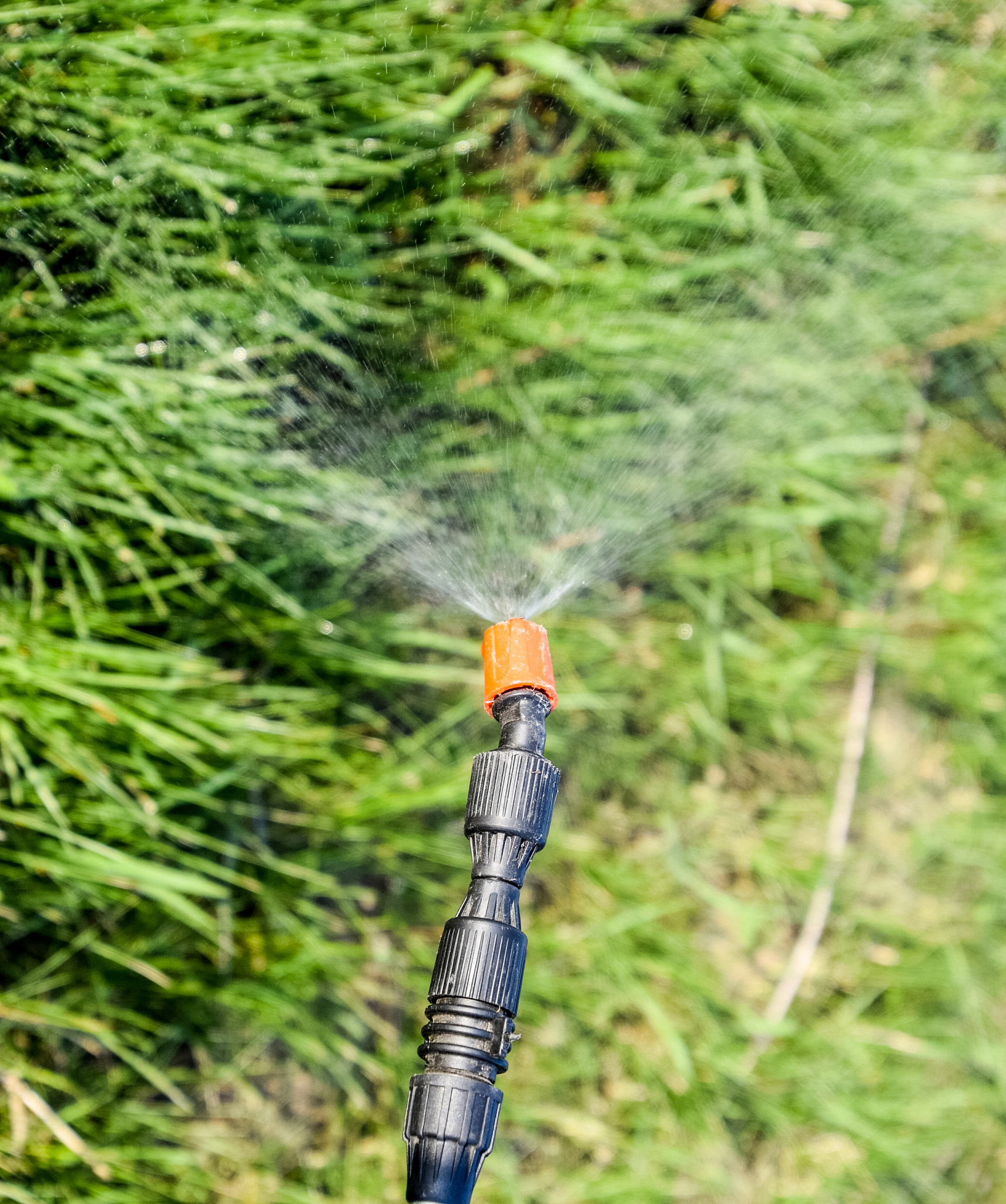 双草醚能杀死马尼拉草坪吗？使用安全吗？