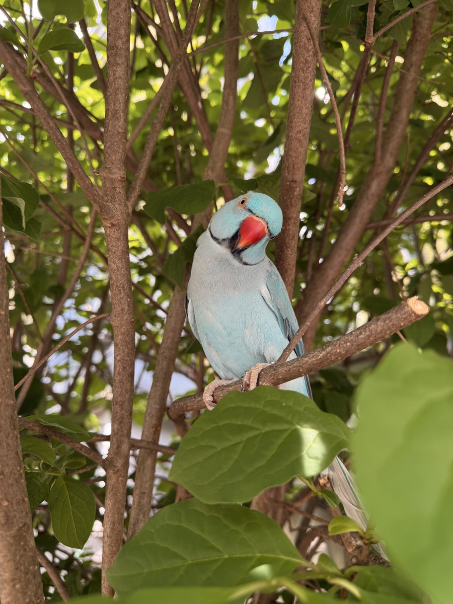 鹦鹉饲养管理：打造健康快乐的生活环境