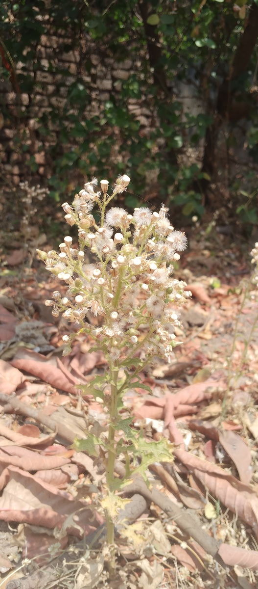 苁蓉是种什么植物200字左右详细描述一下