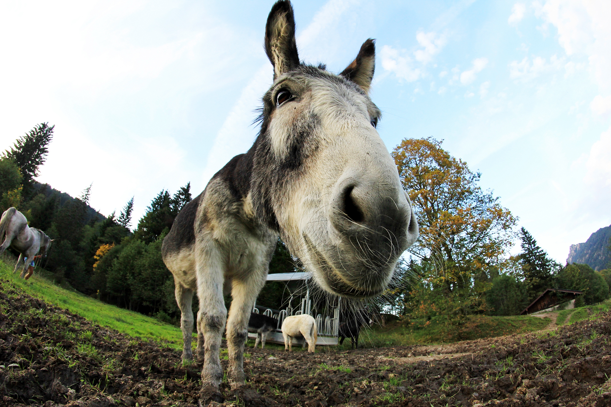 the donkey
