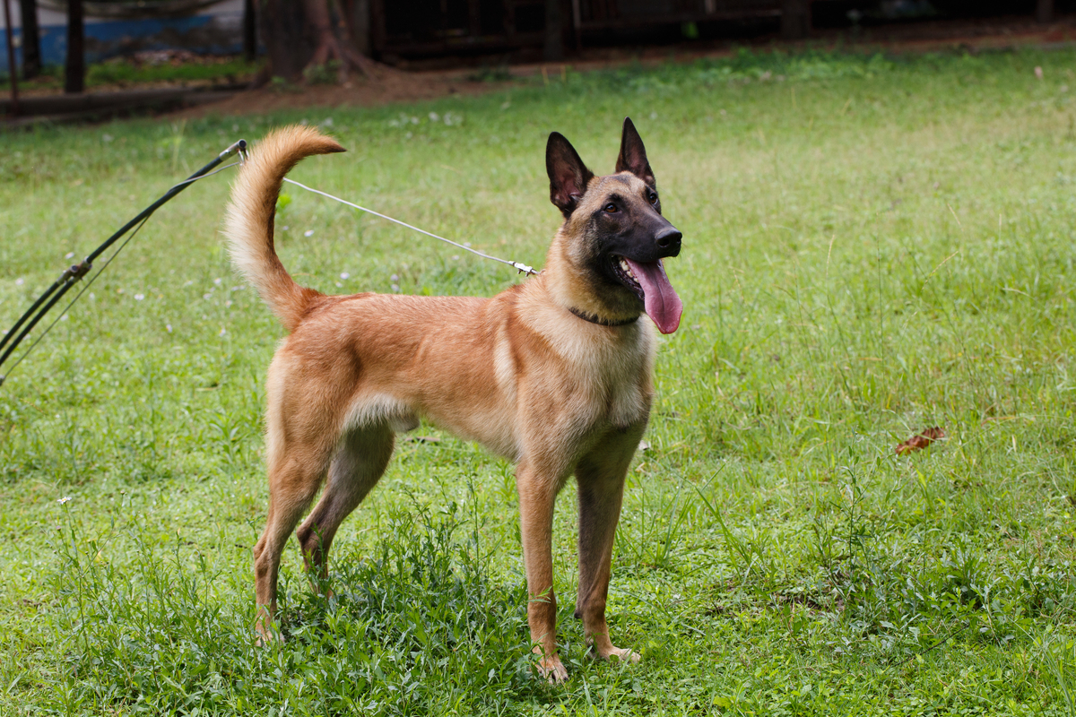 中华田园犬寿命：平均12-15年，如何延长寿命？