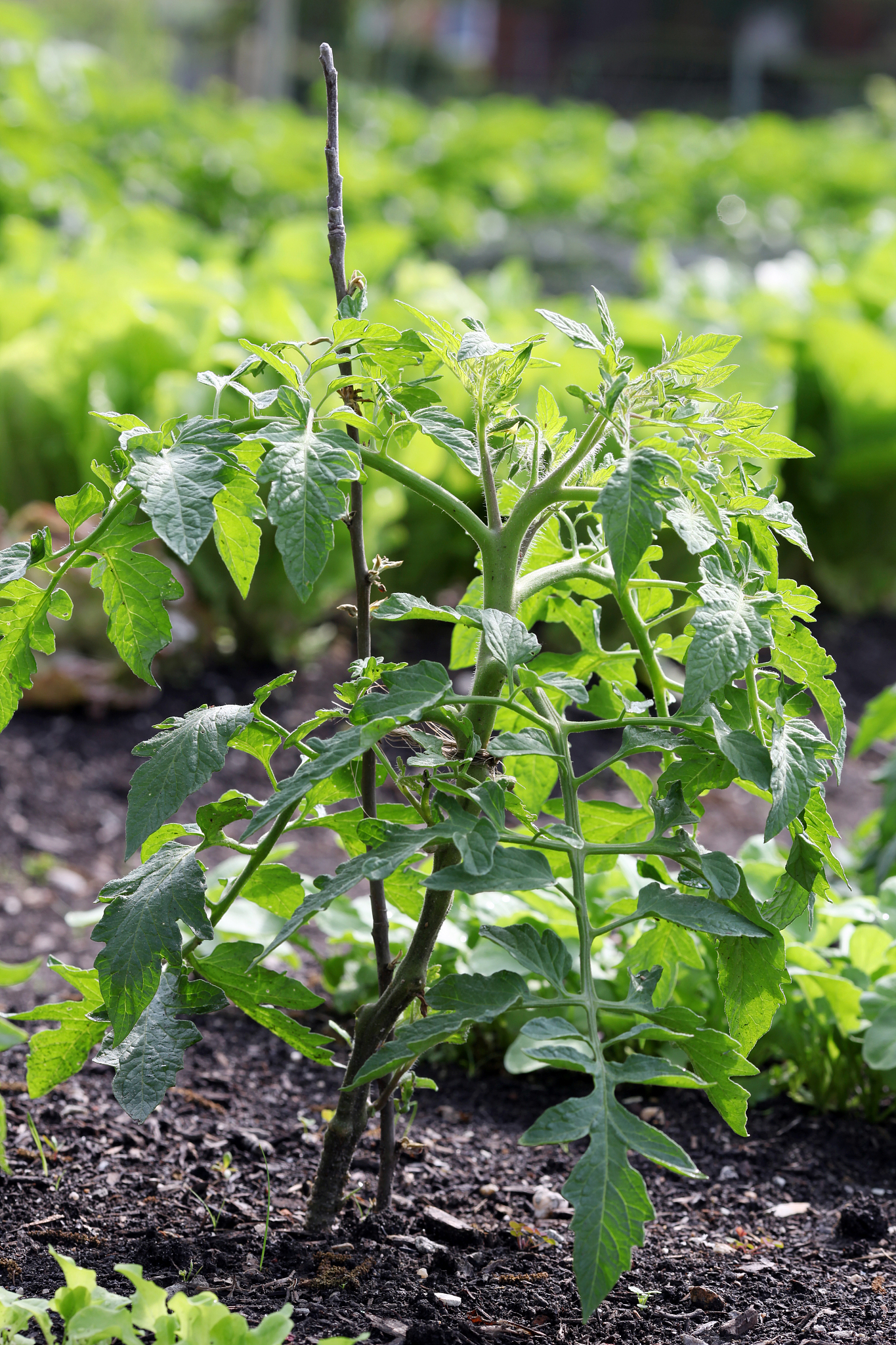 tomato plant