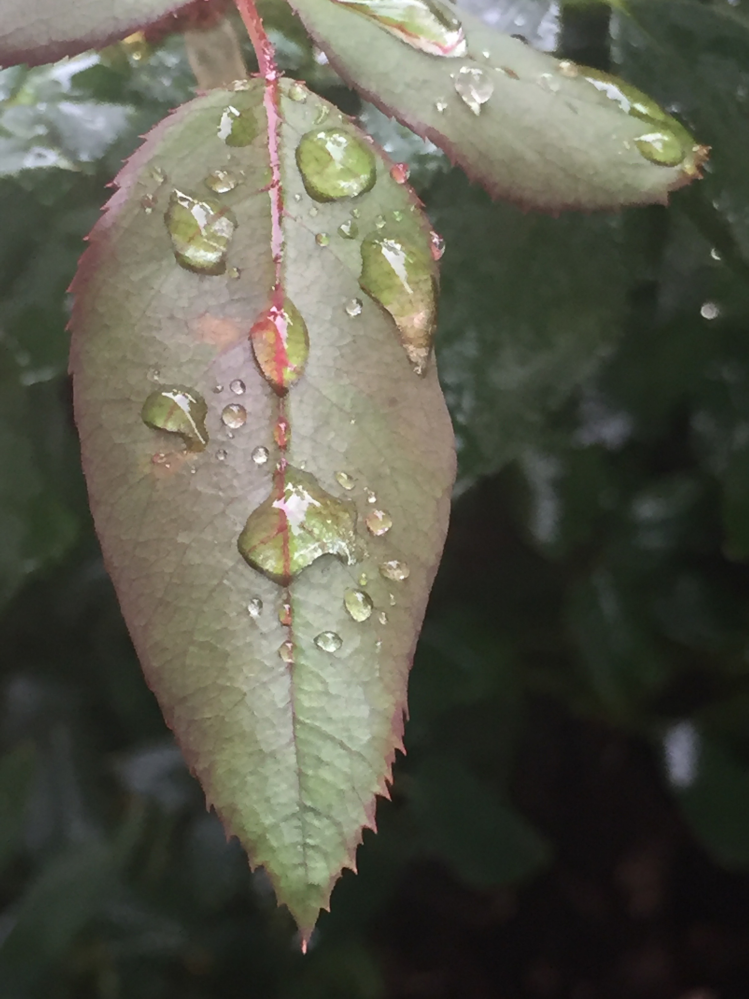 月季花后修剪及病虫害防治指南：5月养护技巧