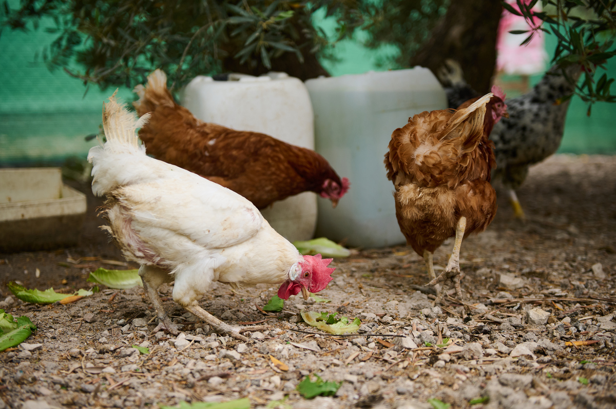 鸡吃的石子会排出来吗