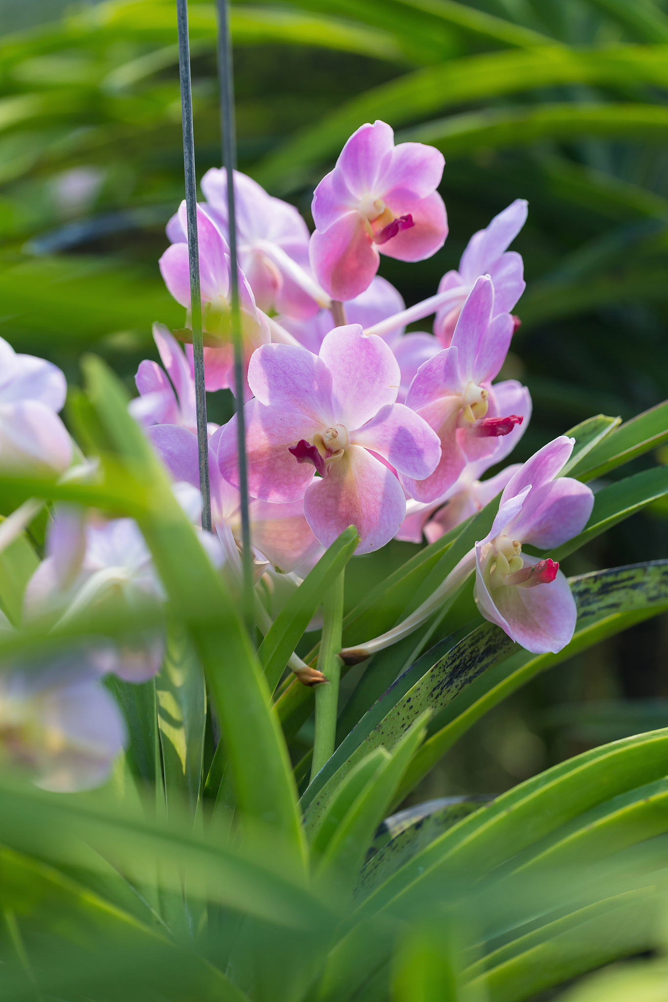 orchids is considered the queen of flowers in thailand