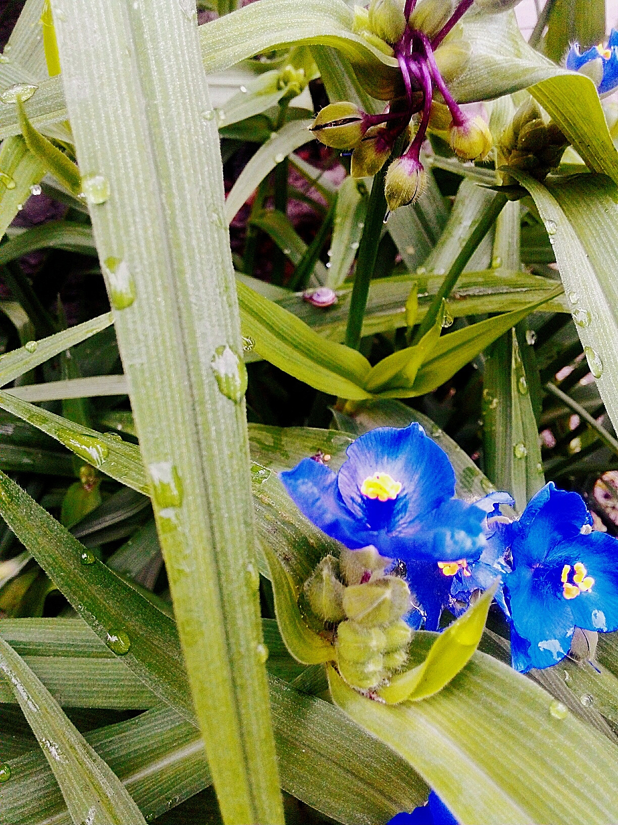 close-up of purple flowers