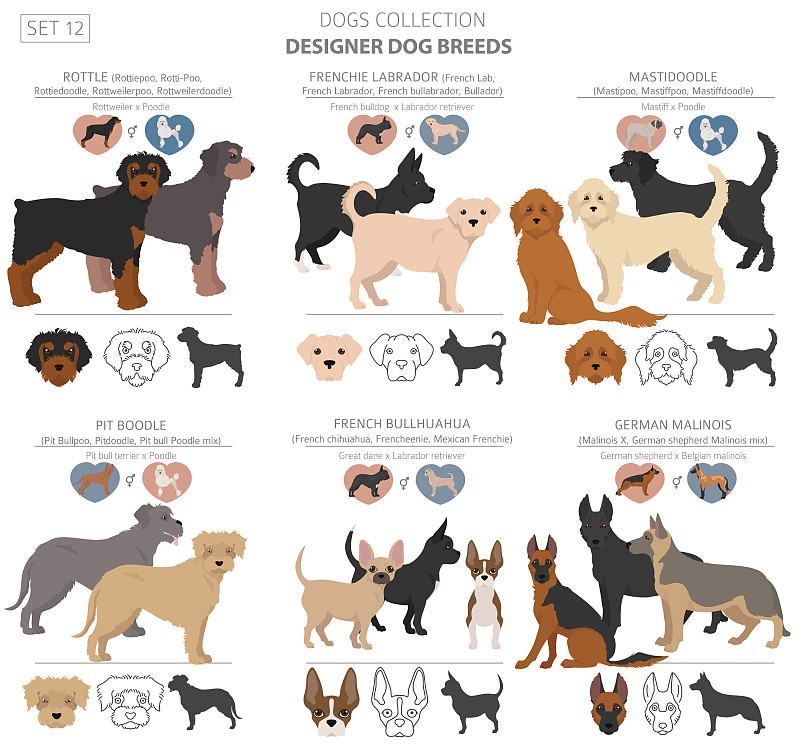 10 Popular Dog Breeds: Appearance, Personality, and Health