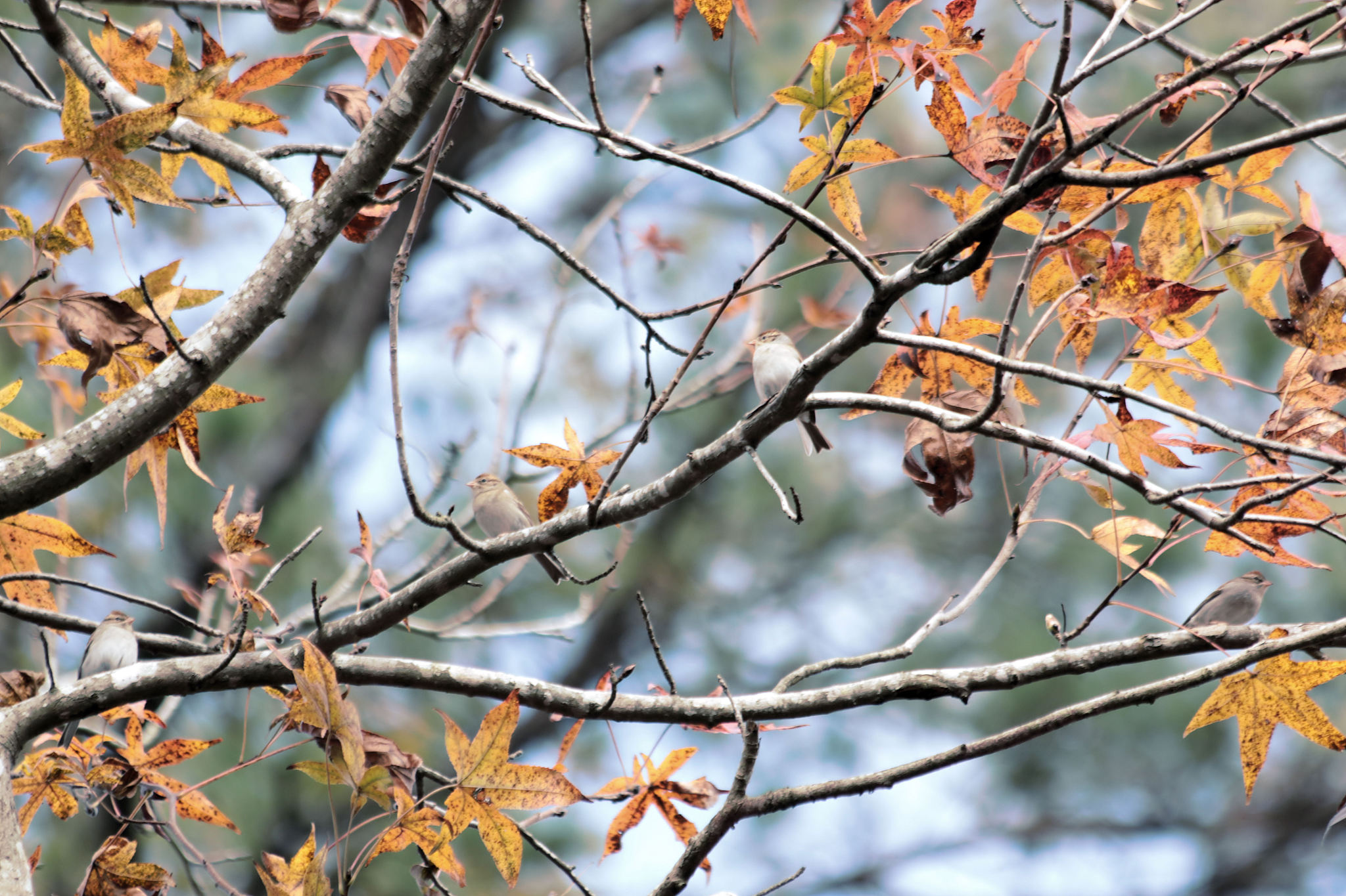刚才你写的那首诗可以再押韵一点吗？