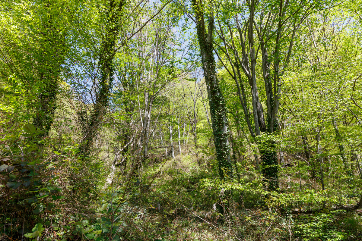 林学专业怎么样？用发散性思维