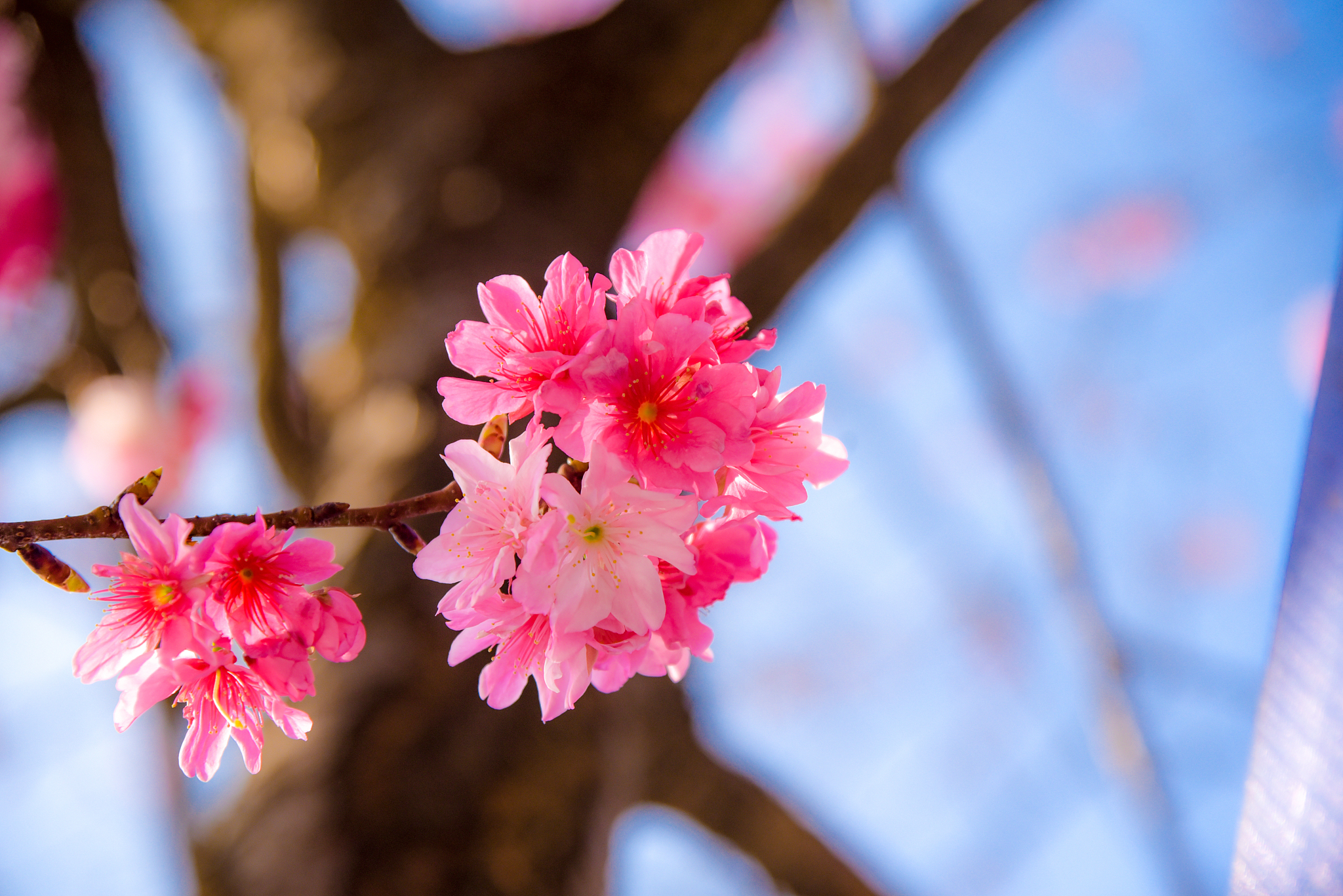 写一首关于花草的诗