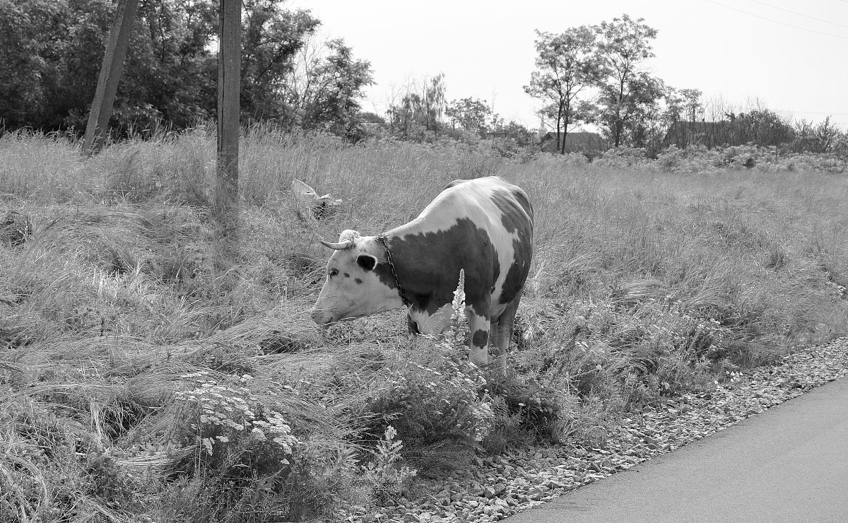 牛吃到除草剂后很久才发现怎么办