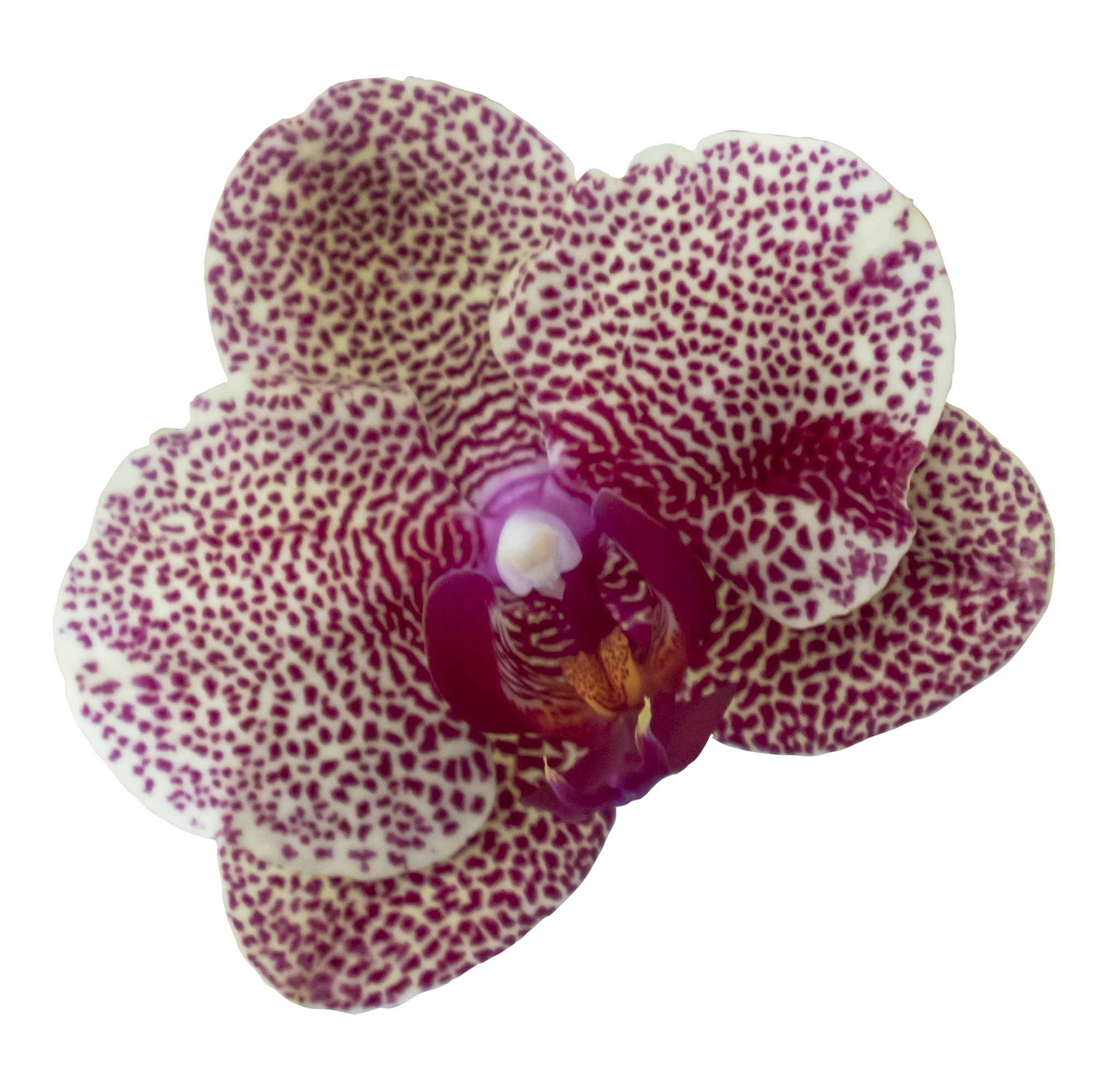 Lotus corniculatus Improves Nutrient Digestibility in Animal Feed