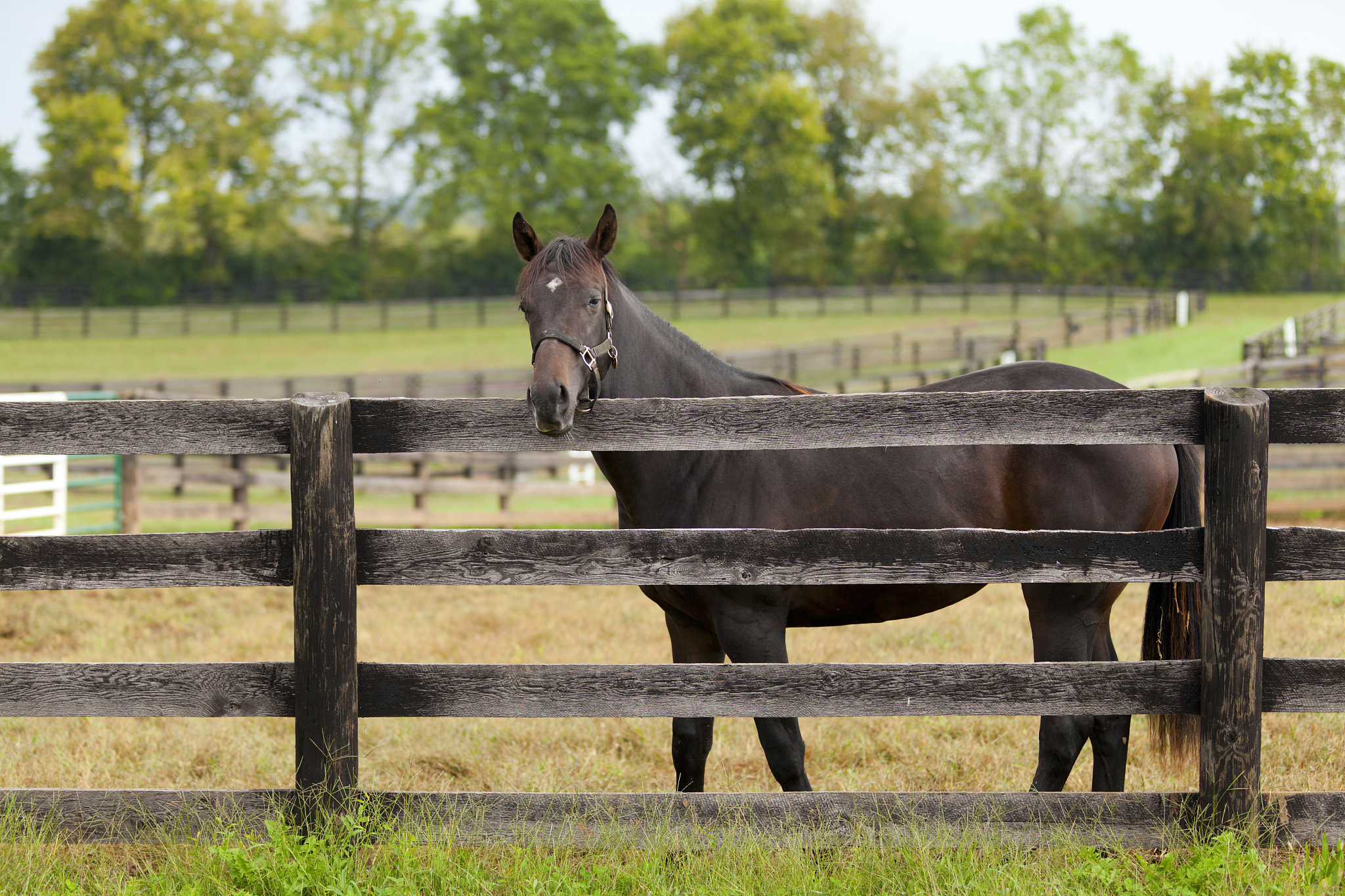 horse on a farm
