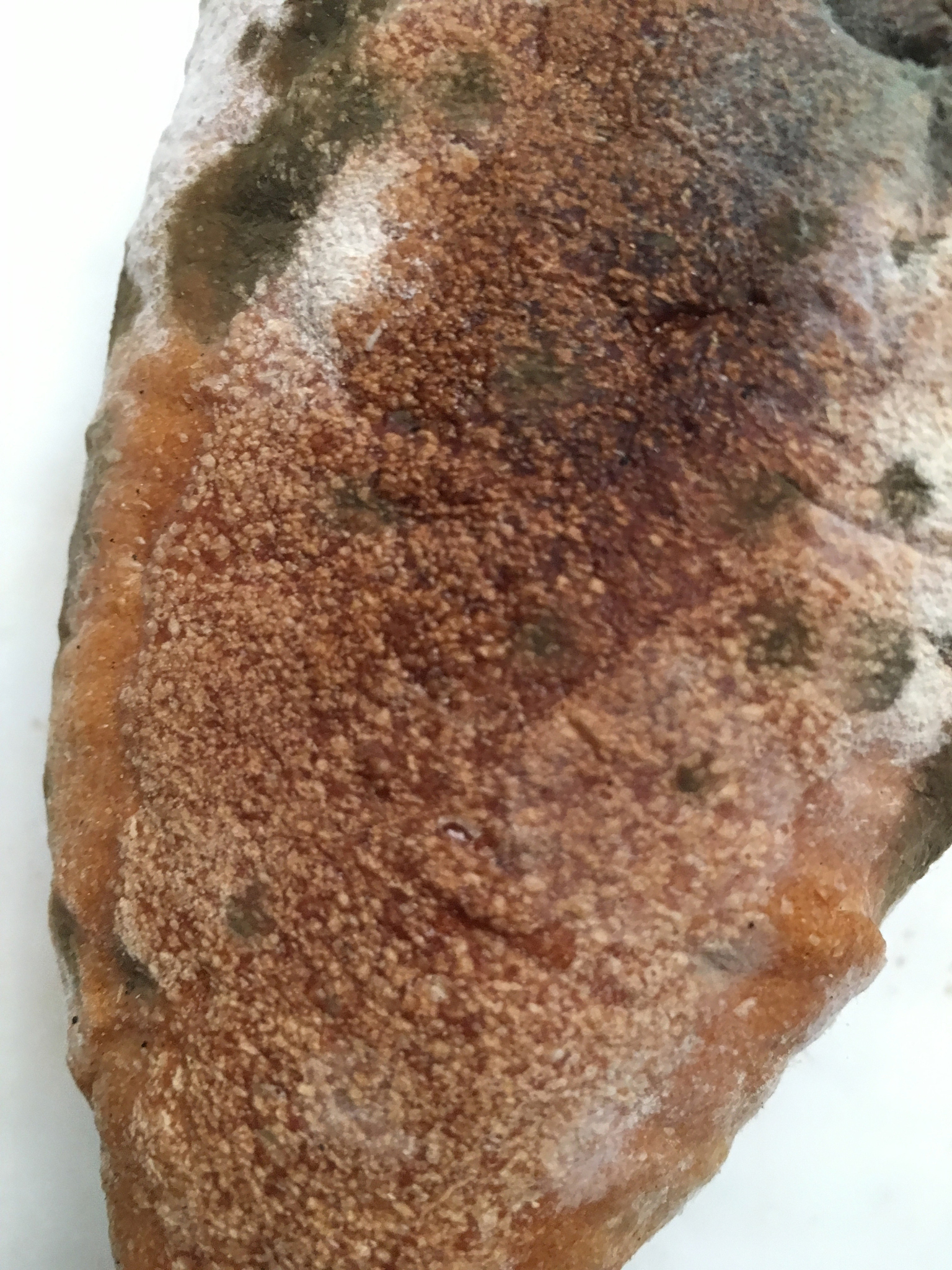 moldy bread