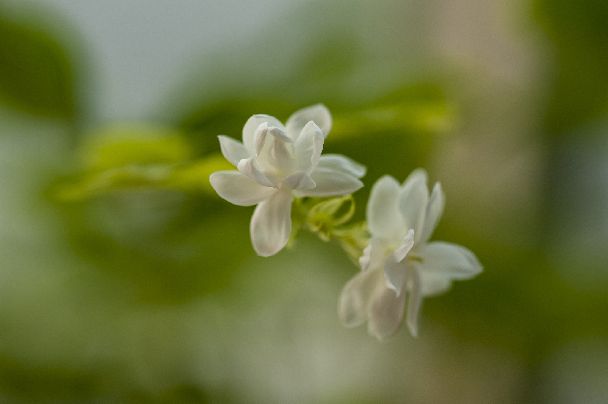 茉莉花花语：象征纯洁、爱情、美丽、希望和祝福