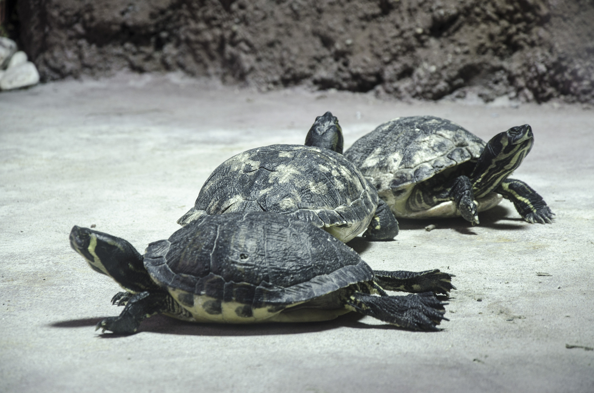 turtles