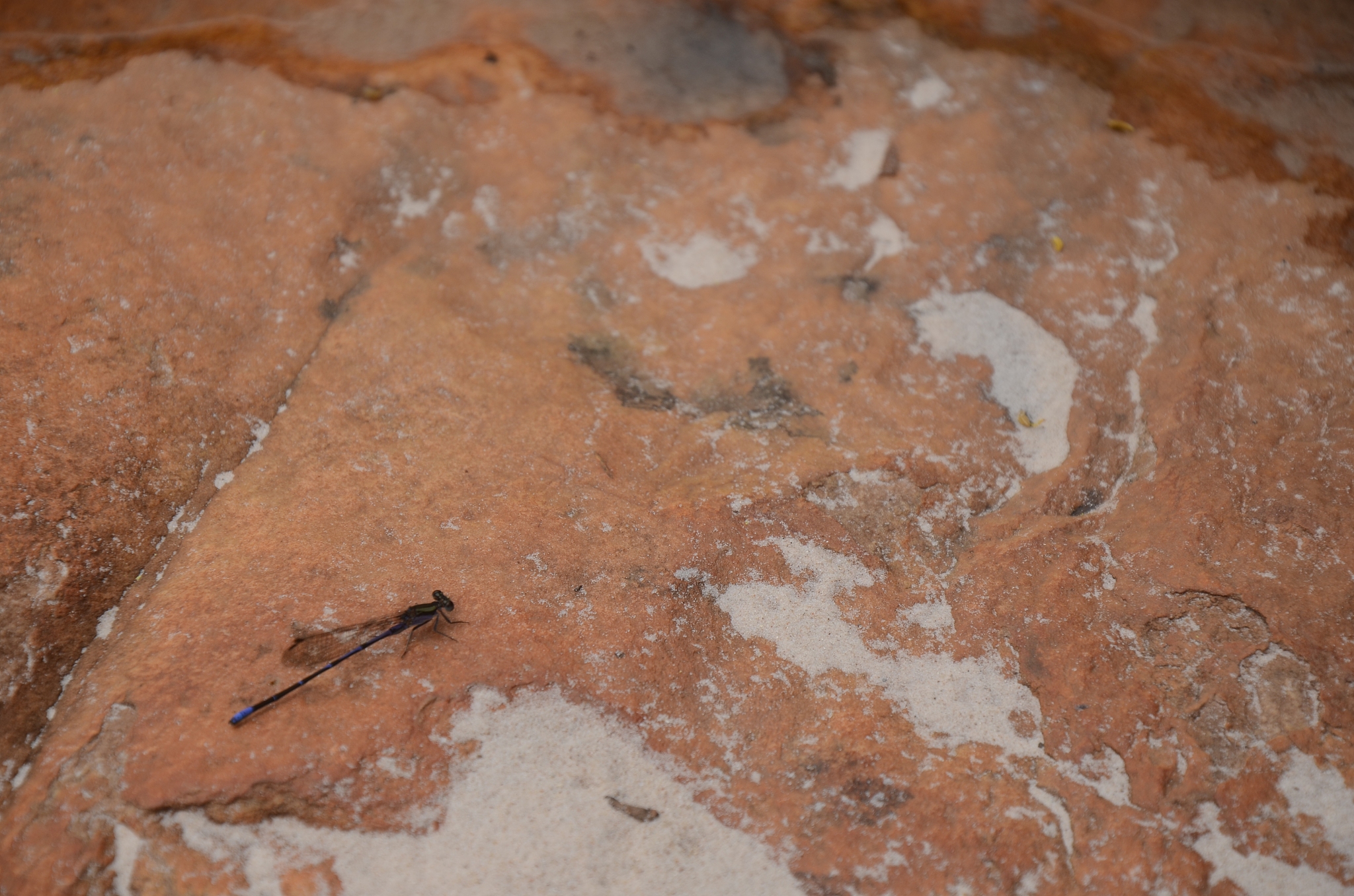 dragonfly at rock