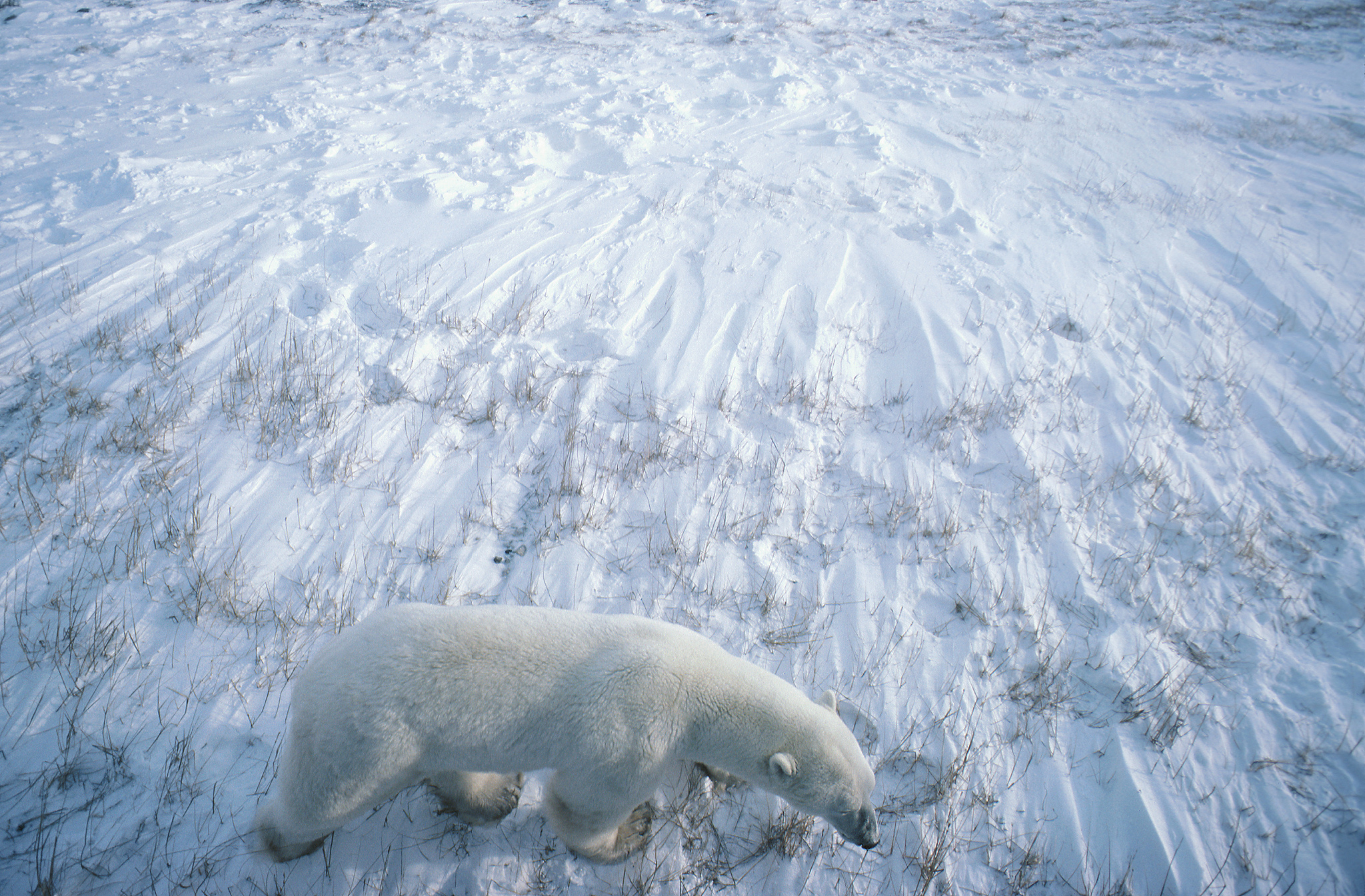 笨狼去旅行北风和雪花的城市白熊知道什么事前后真相帮我用210字详细描述