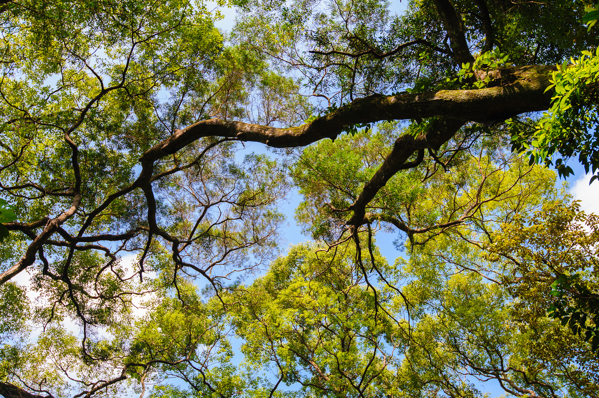 n窞