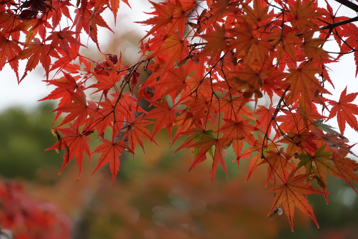 红叶如火,山间如画