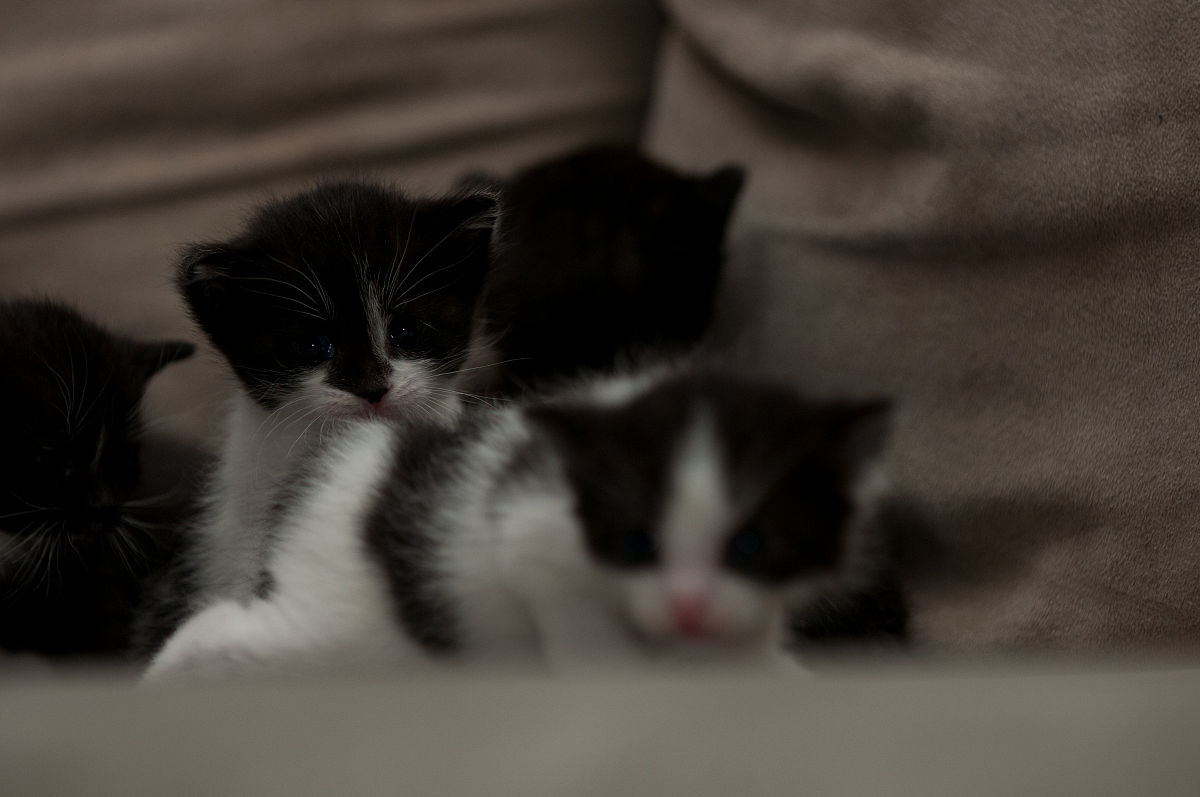 养猫还是养狗？你更适合哪一种宠物？