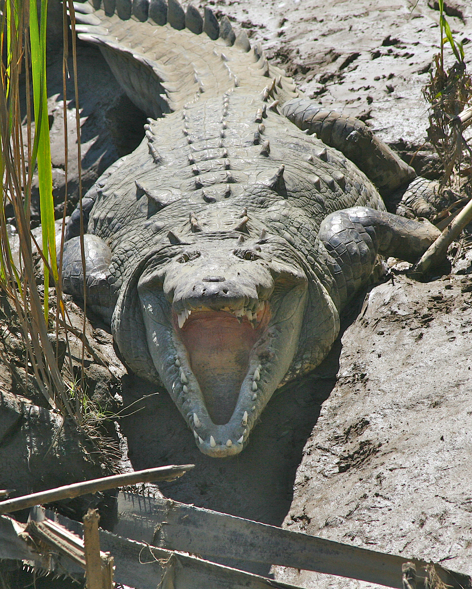 a toothy grin (american crocodile)