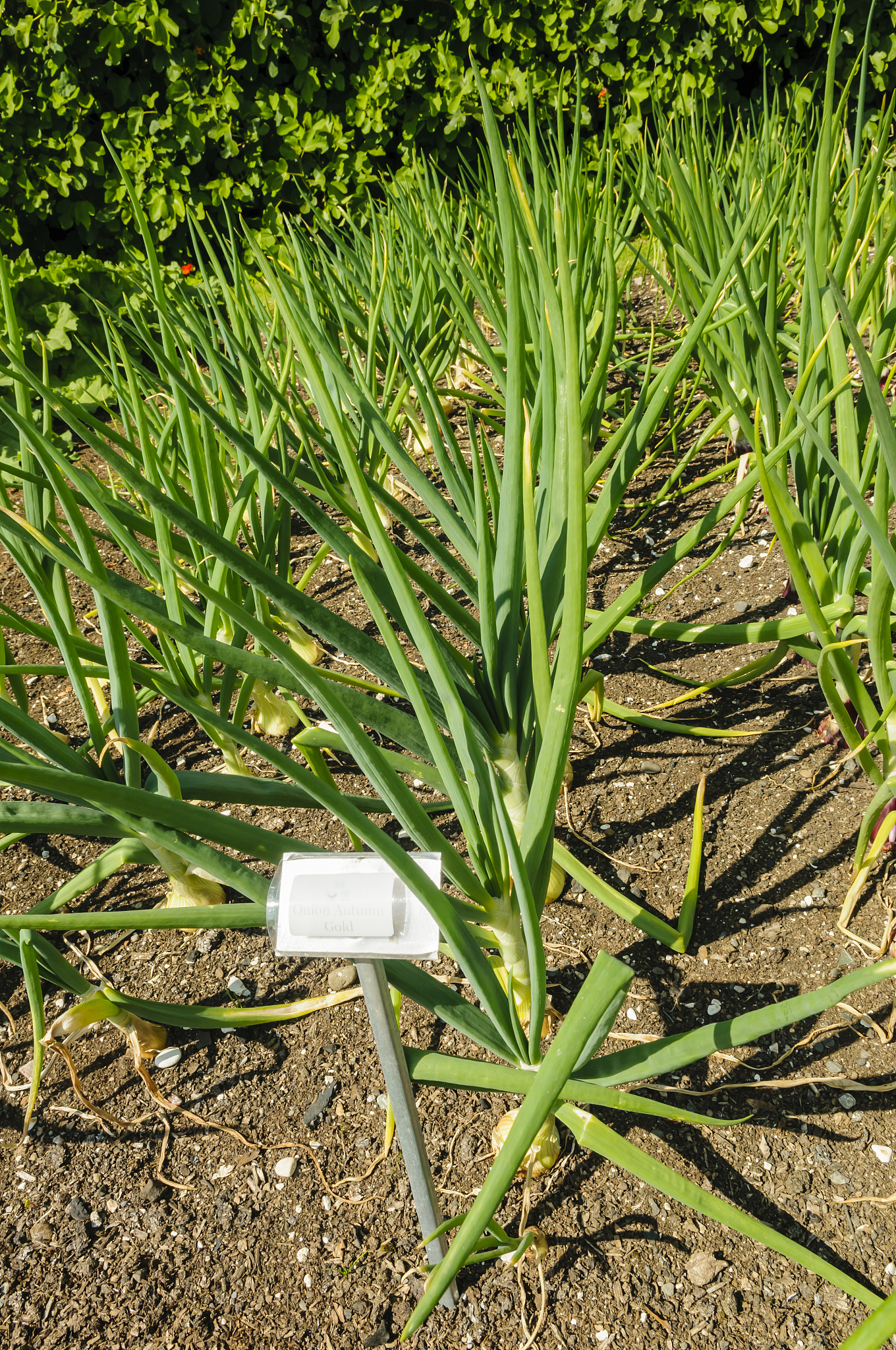 row of onions growing in a garden