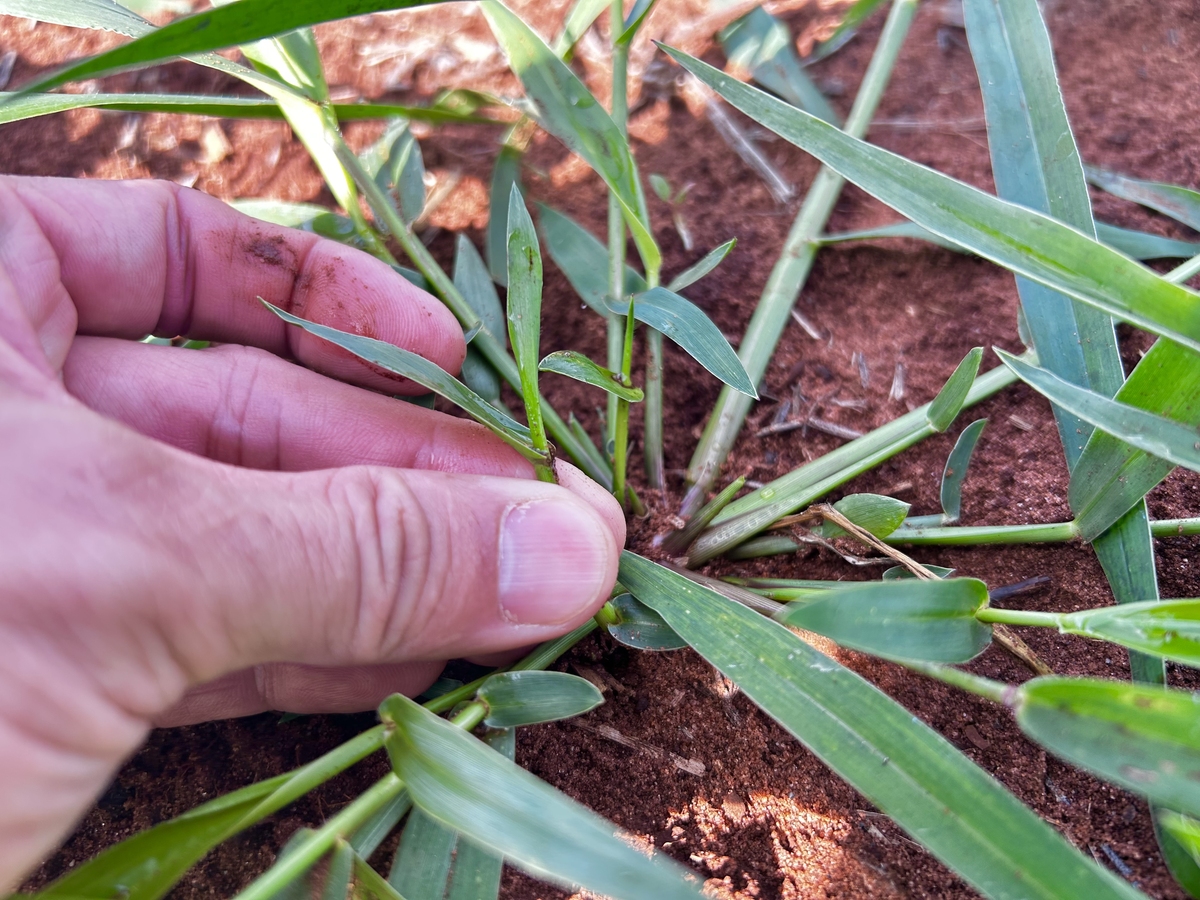 韭菜跳根：原因、影响及预防措施