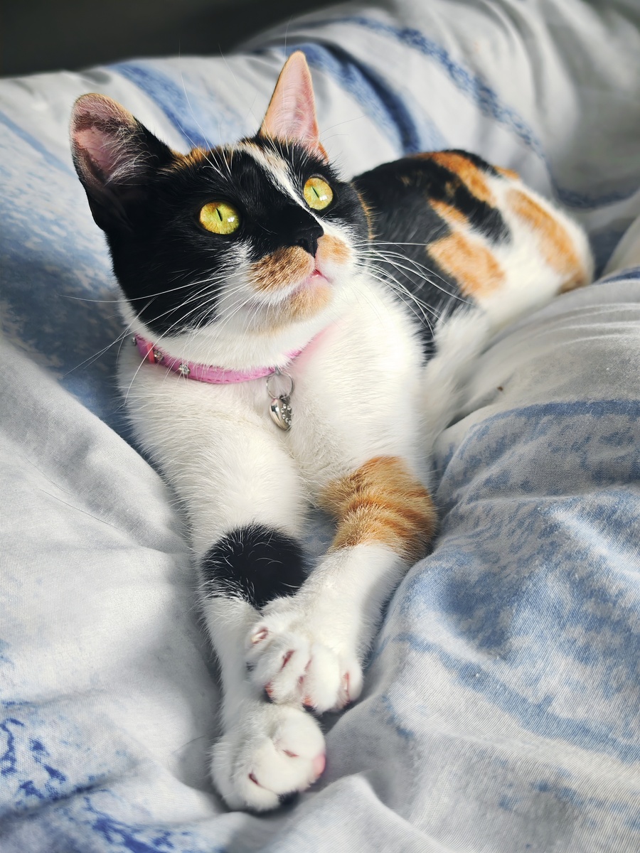 猫咪竖起尾巴的秘密:解读猫咪肢体语言,它们会累吗? 猫咪竖起尾巴的秘密:解读猫咪肢体语言,它们会累吗?