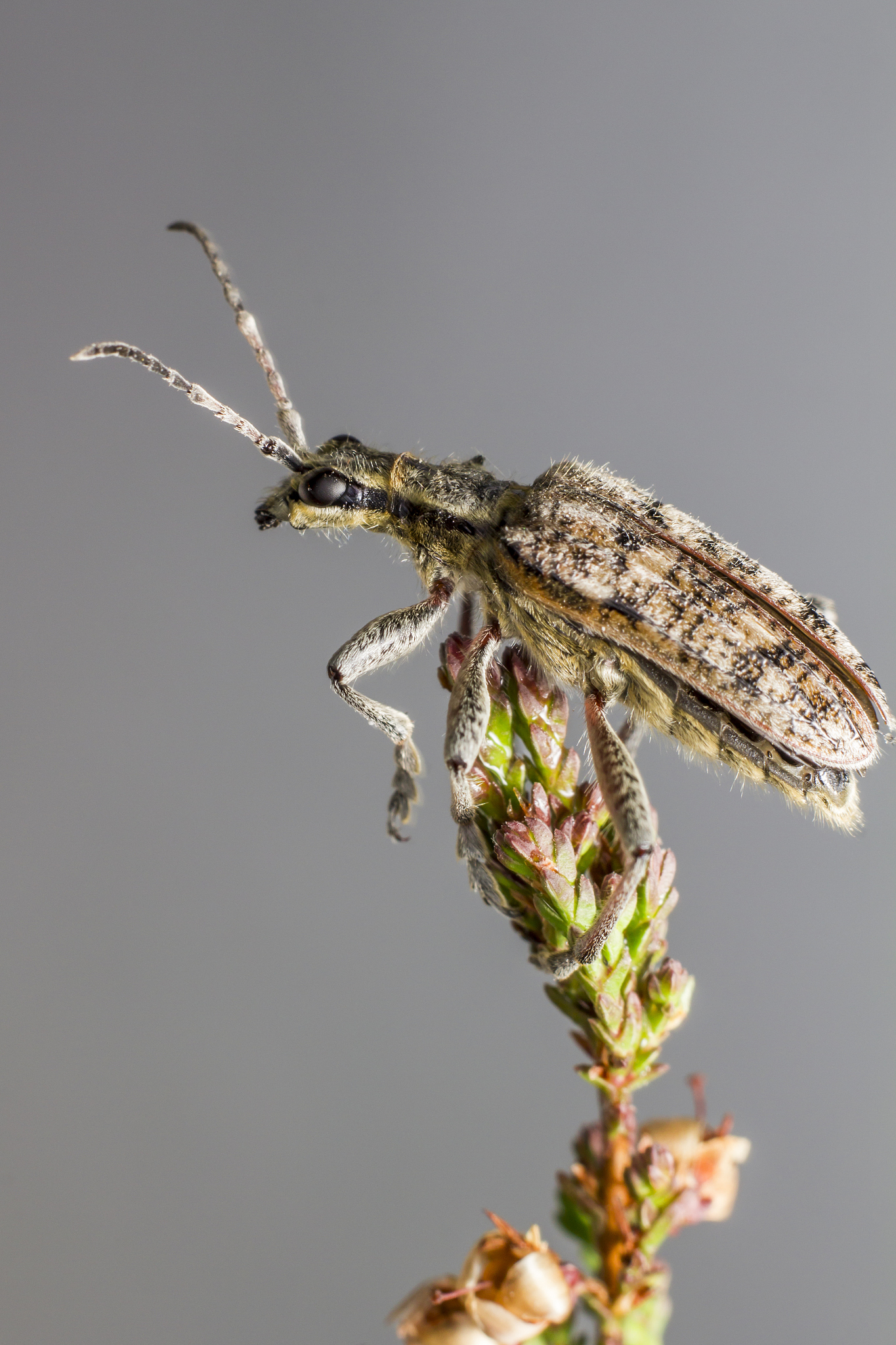the blackspotted pliers support beetle (rhagium mordax)