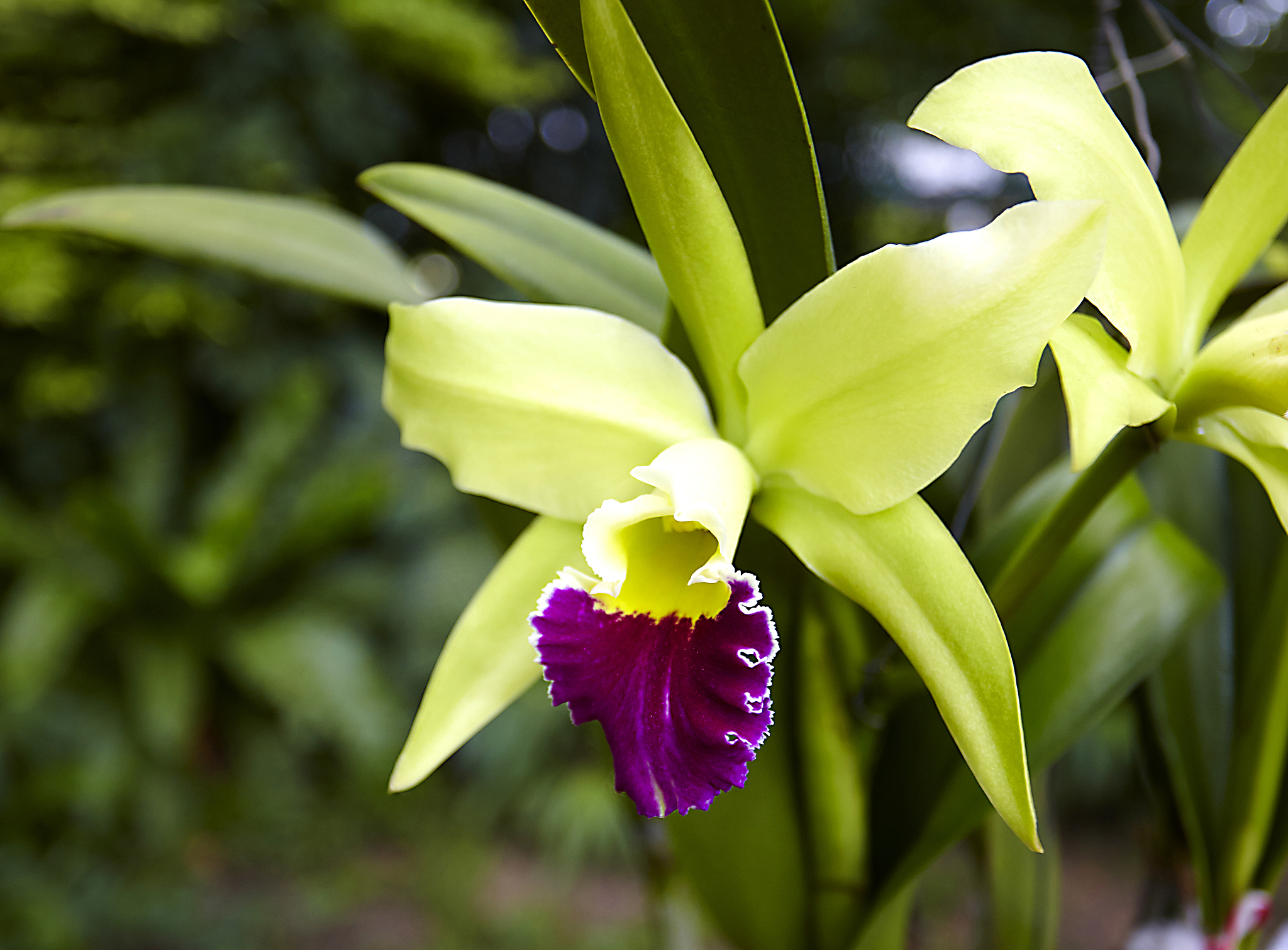 big flower of beautiful orchid