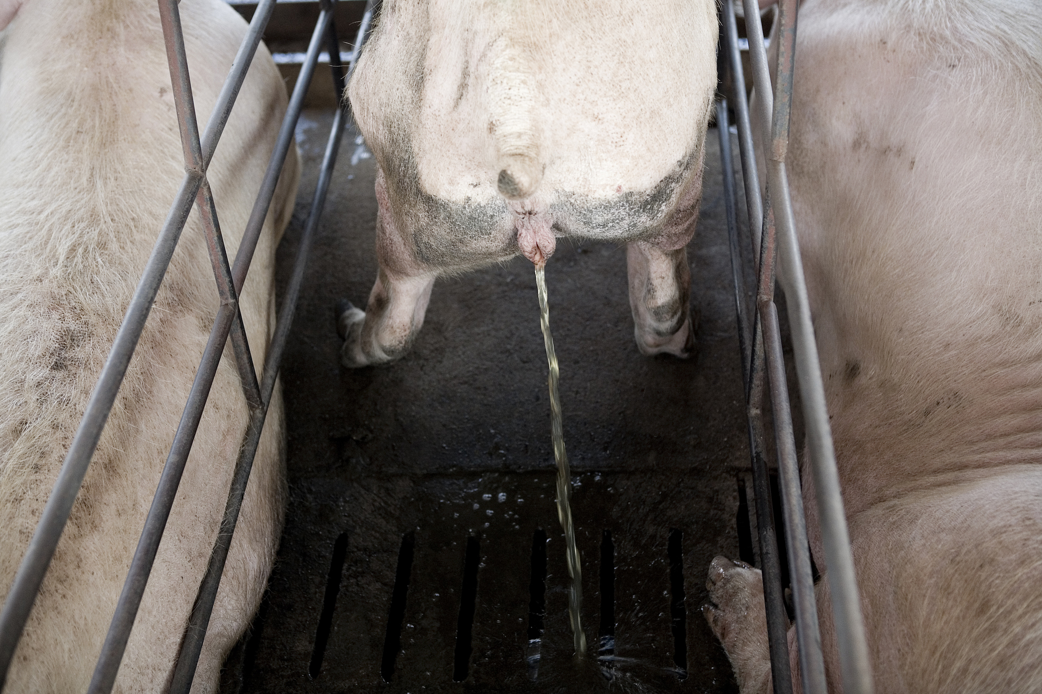 pigging什么意思